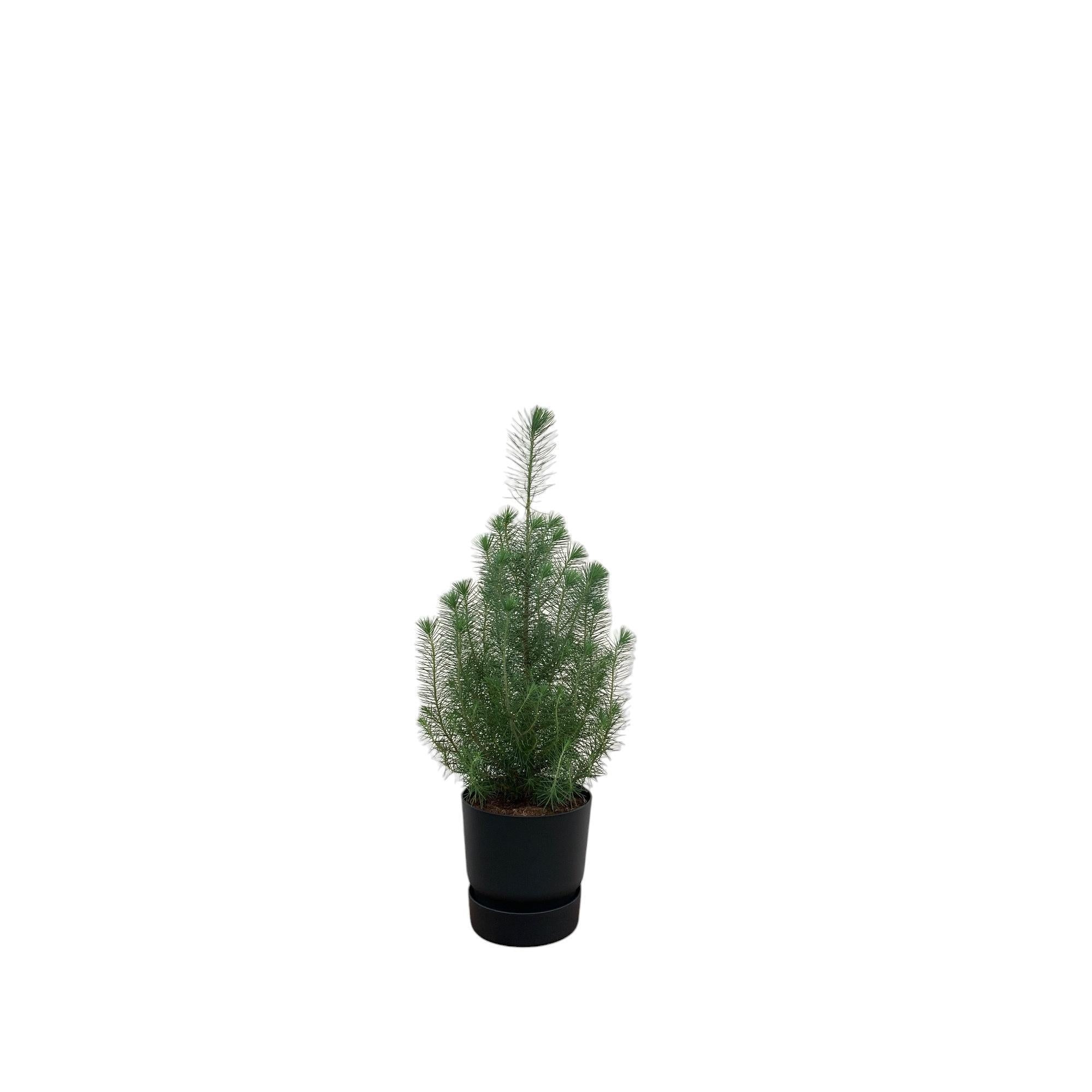 Pinus Pinea inclusief elho Greenville Round Topf schwarz Ø18 - 50 cm