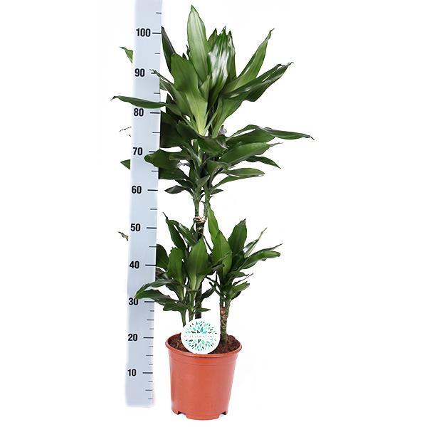 Drachenbaum Janet Lind - Dracaena Janet Lind Ø21cm - ↕90cm in Boule Topf Taube