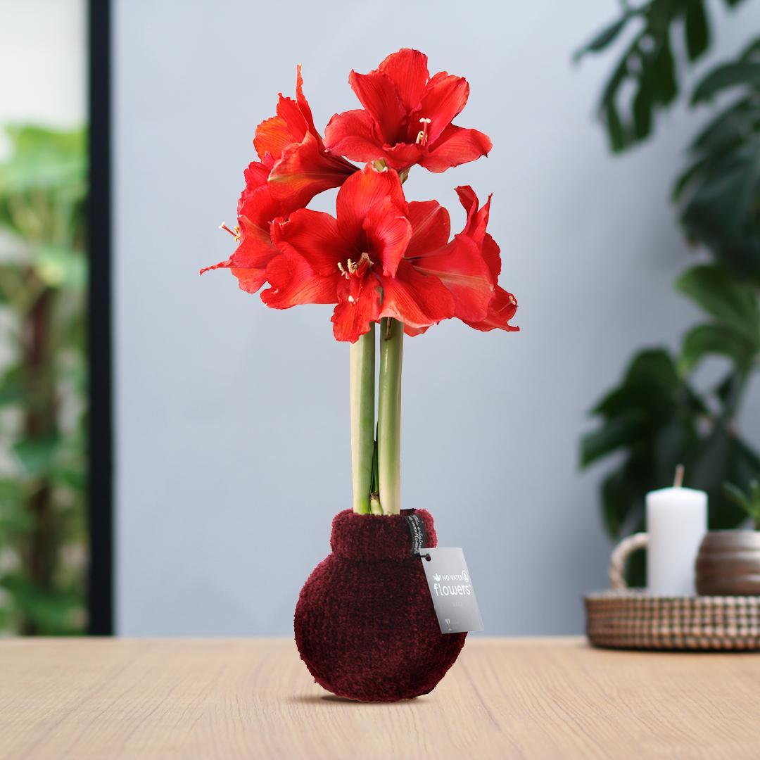 No Water Flowers® (wax amaryllis) | Fashionz Cozy Teddy - Bordeaux + Red flower