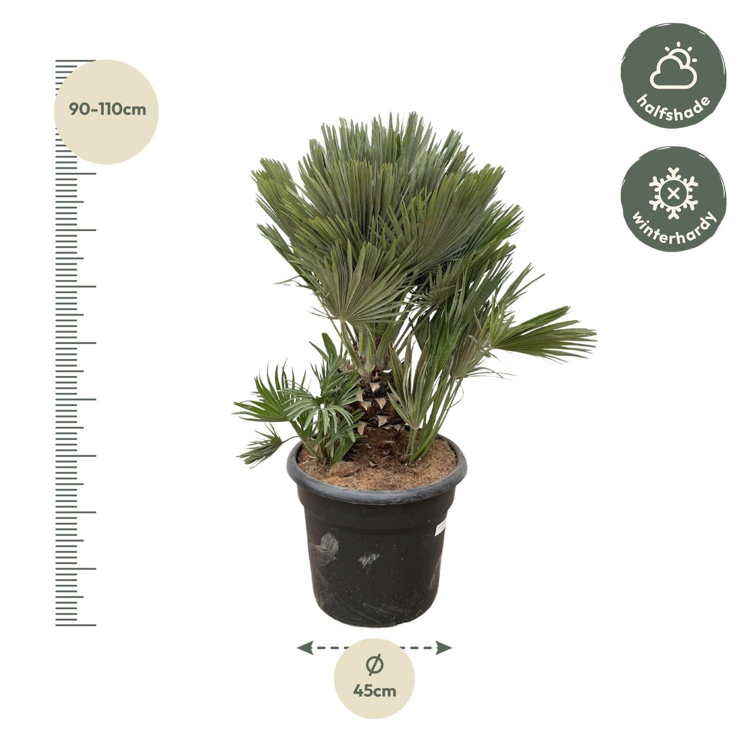 Zwergpalme auch Europäische Zwergpalme - Chamaerops Humilis compact - 100cm - ø45