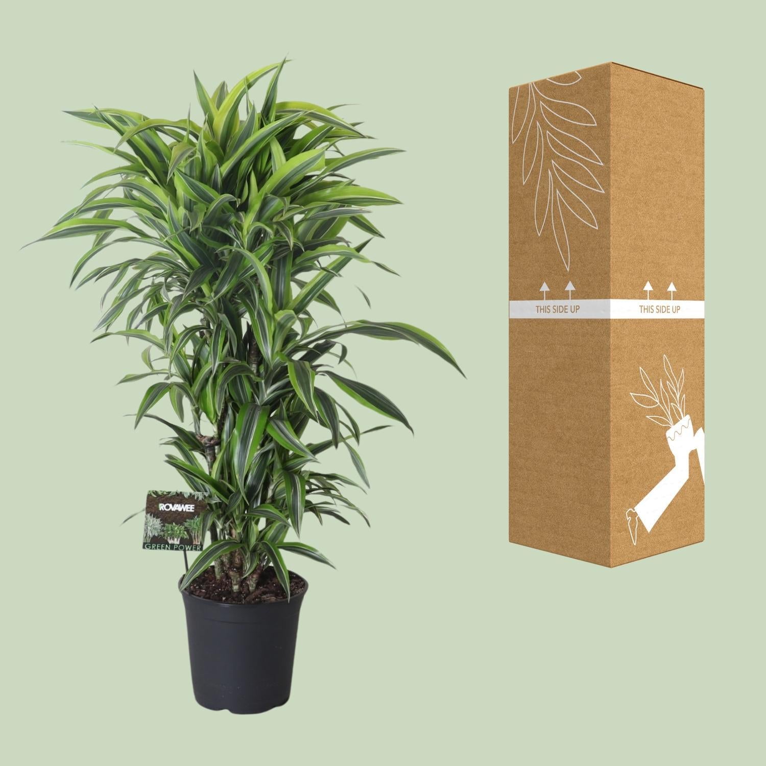 Dracaena Geuren Citroen Limoen Vertakt - Ø27cm - ↕120cm