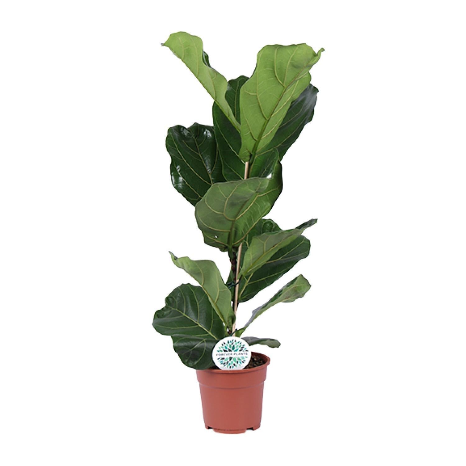 Geigenfeige - Ficus Lyrata - Ø17cm - ↕60cm