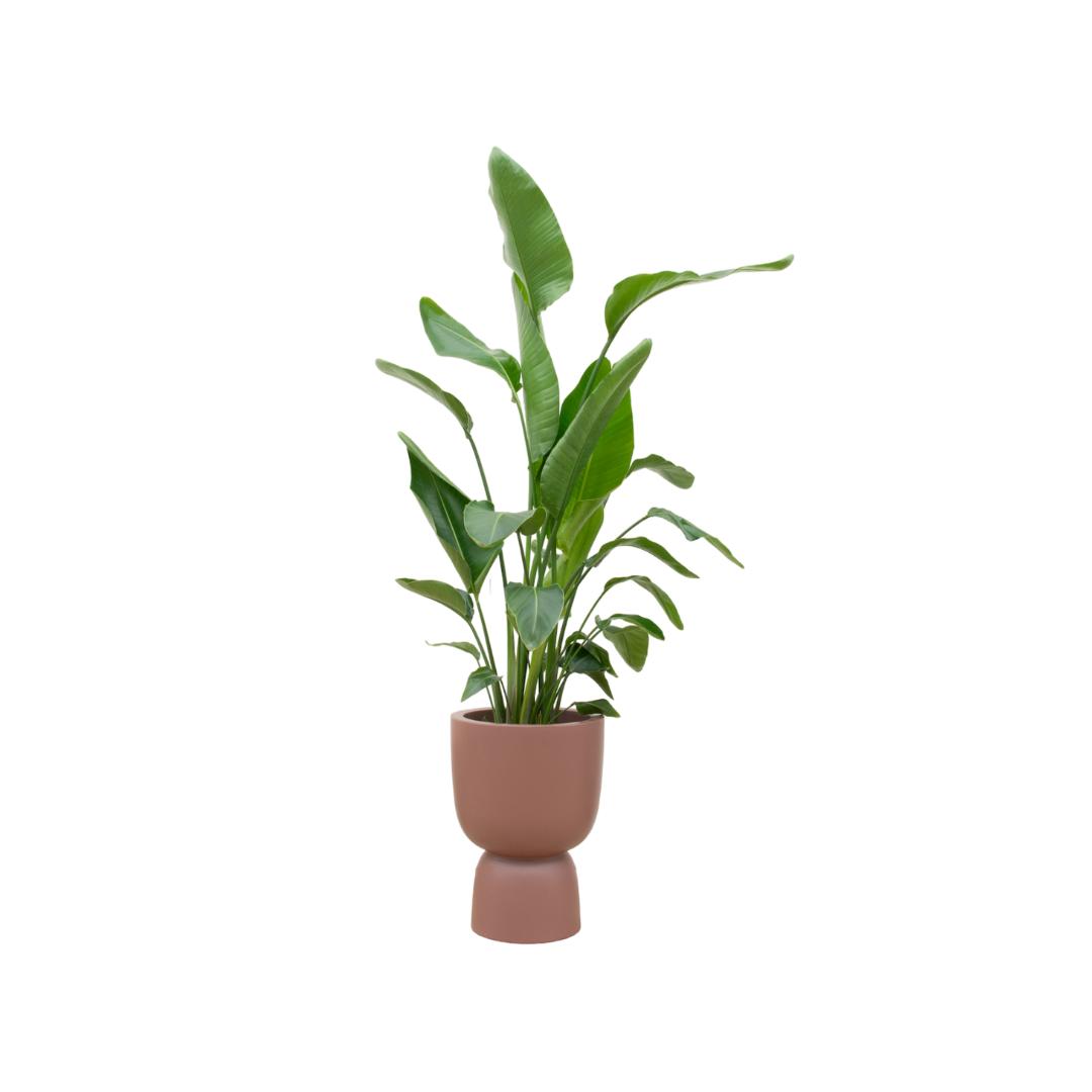 Strelitzia Nicolai inclusief elho Pure Coupe Topf braun Ø35 - 200 cm