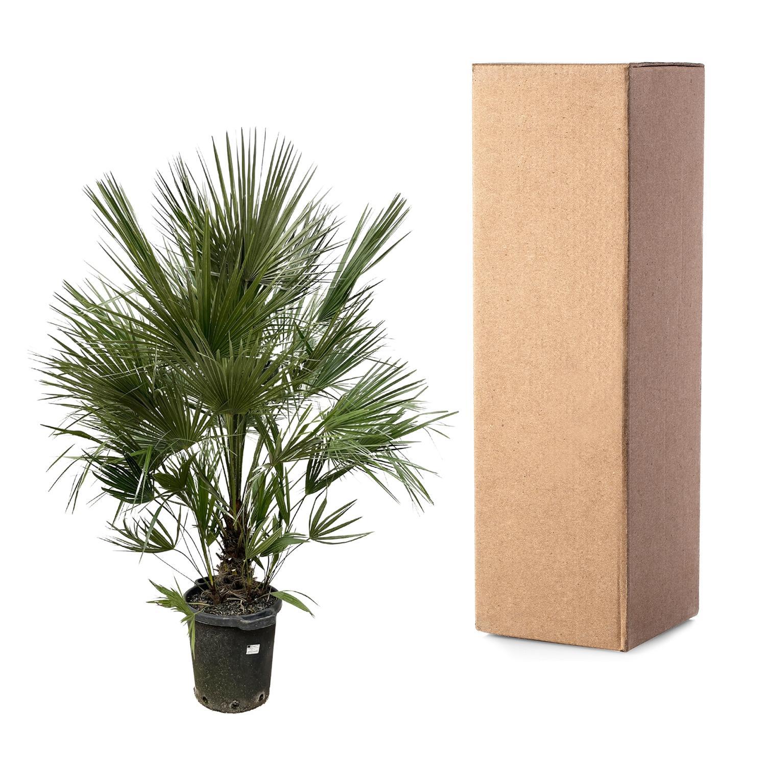 Zwergpalme auch Europäische Zwergpalme - Chamaerops Humilis - Strauch   200 cm - ø40