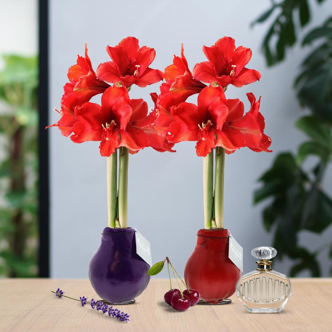 No Water Flowers® (wax amaryllis) | Parfumz Mix (2 pack) + Red flower