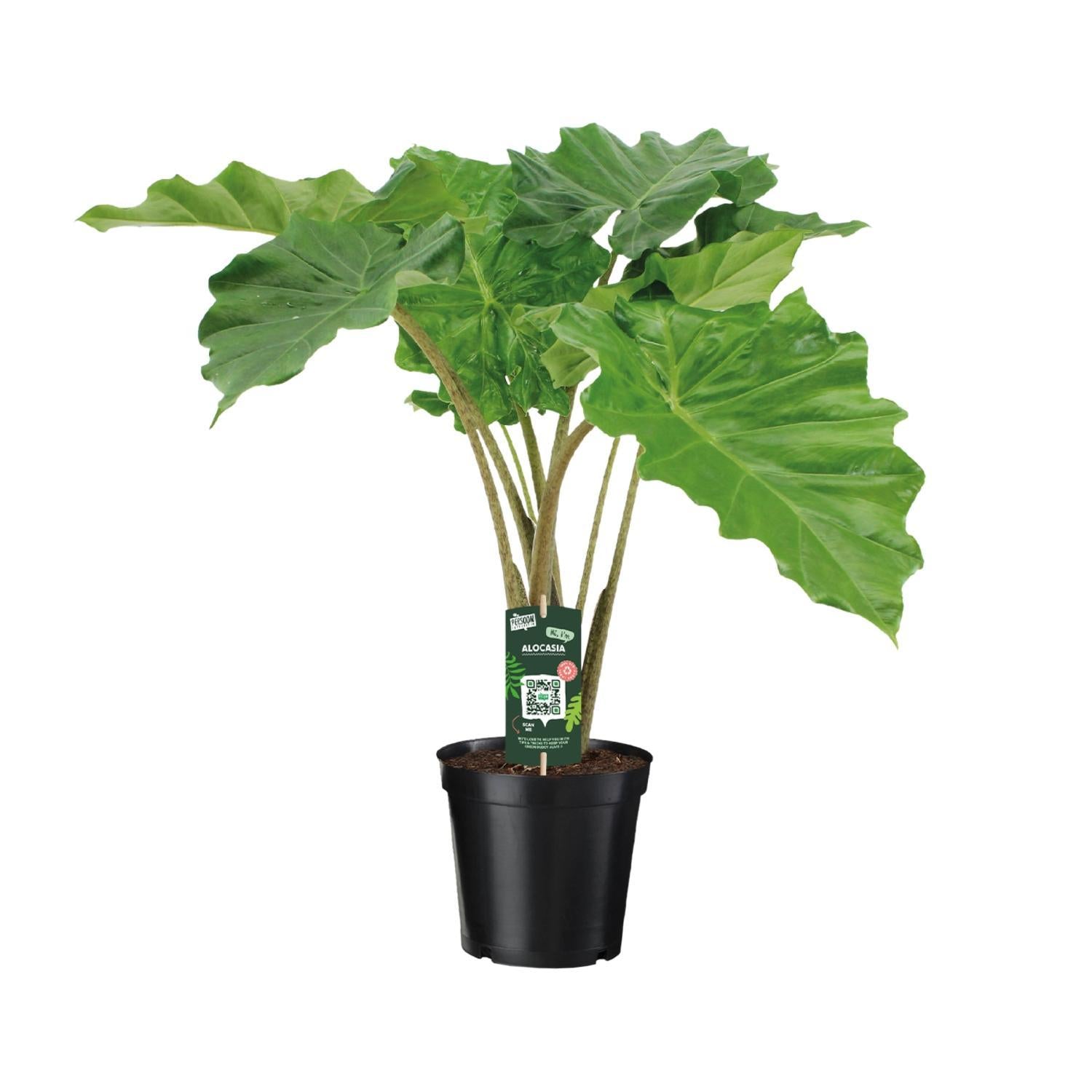 Elefantenohr - Alocasia Portodora - Ø21cm - ↕80cm