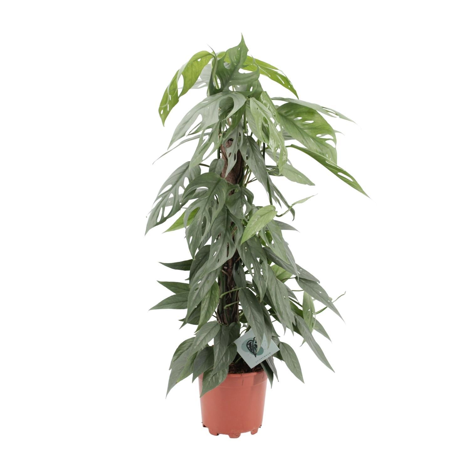 Efeutute - Epipremnum Pinnatum Cebu Blue - Ø17cm - ↕65cm