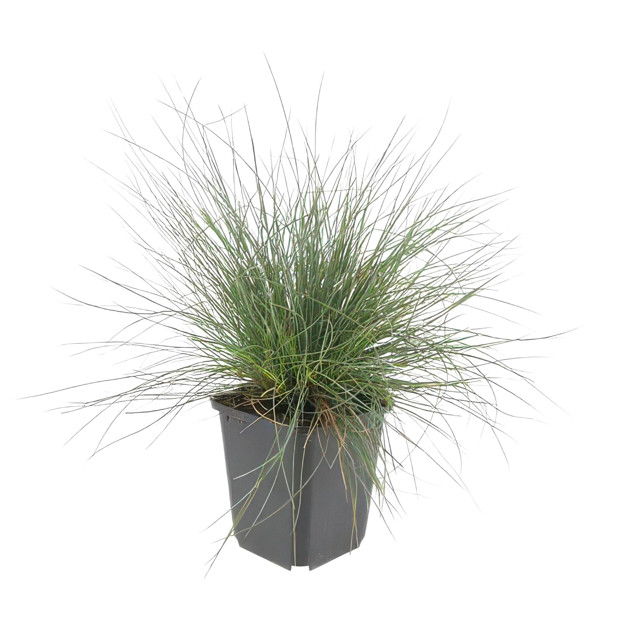 Ziergras - Festuca glauca 'Elijah Bleu' - ↕10-25cm - Ø9cm  - 20 Stück