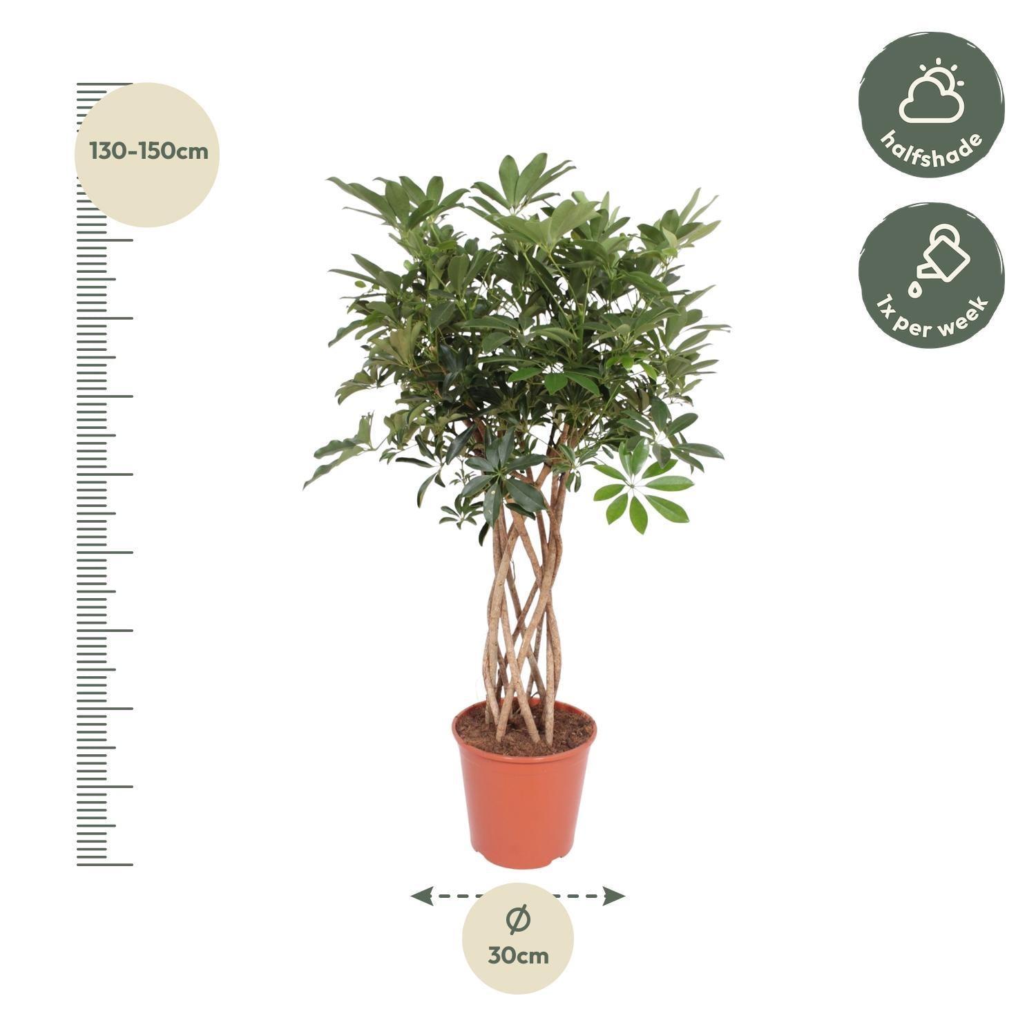 Schefflera Arboricola Compacta Stamm - 140 cm - Ü30