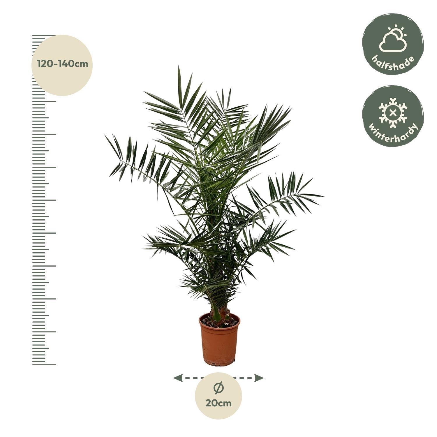 Phoenix Canariensis - 130cm - ø20