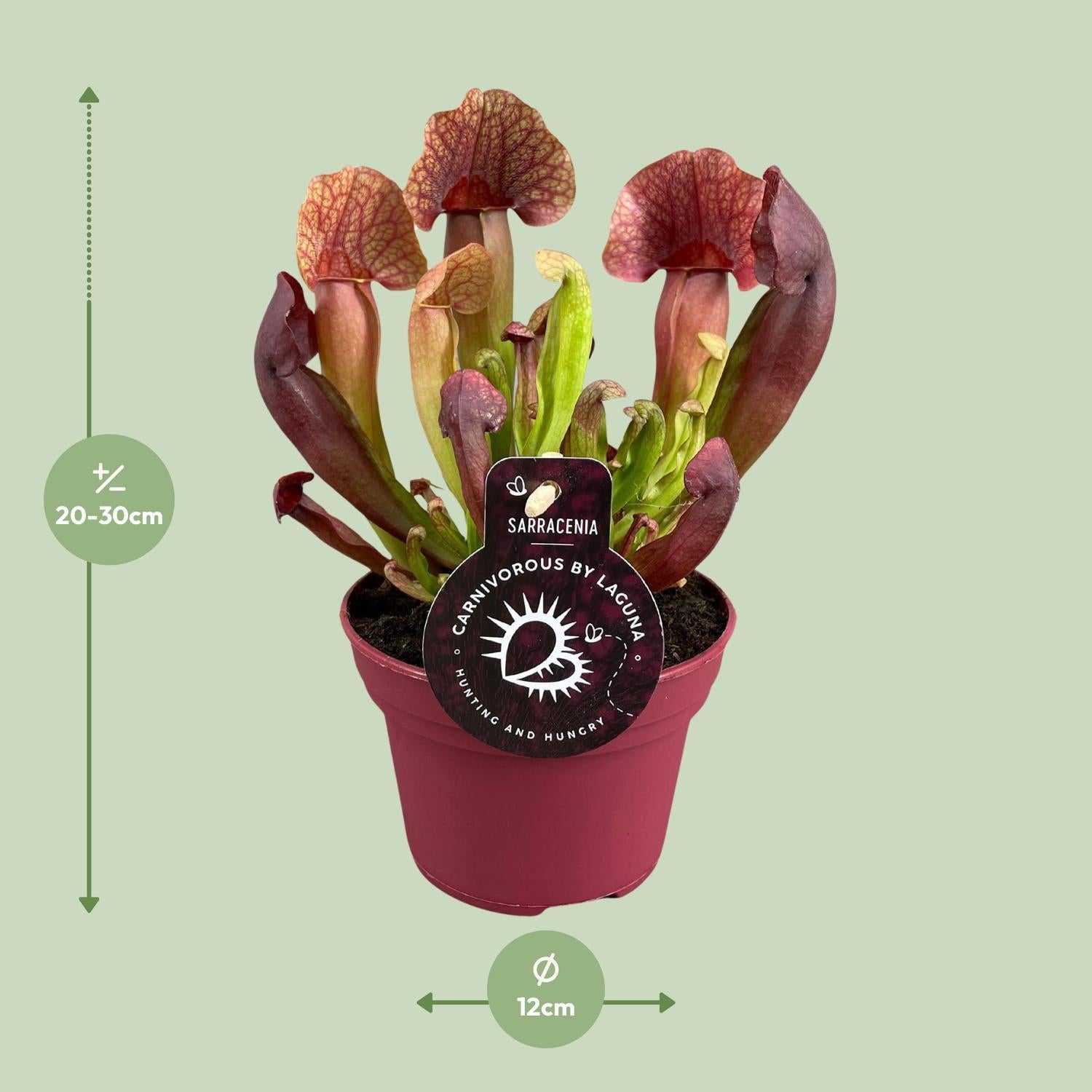 Sarracenia Catesbaei - Ø12cm - ↕23cm