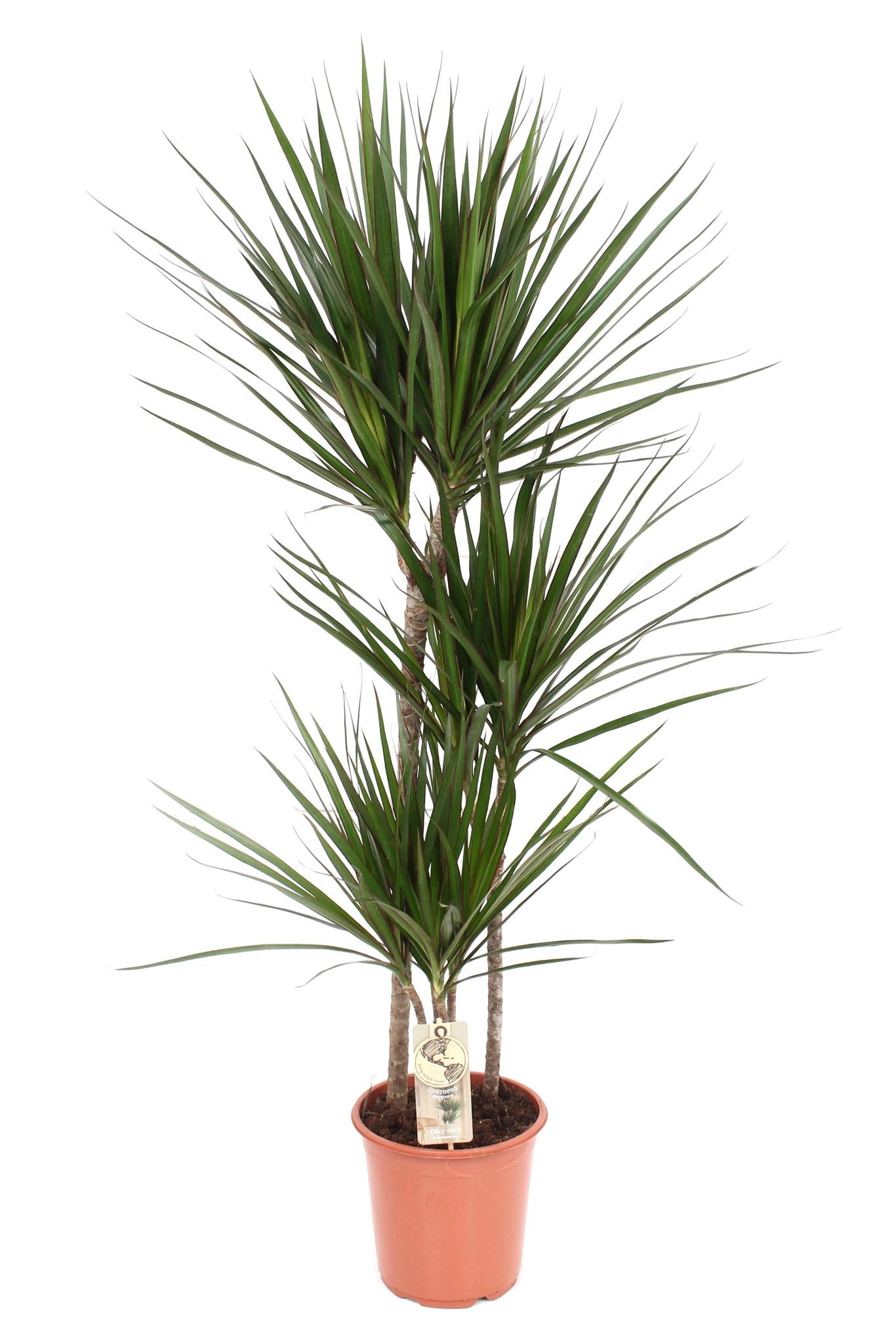 Drachenbaum Marginata - Dracaena Marginata - Ø21 ↕120