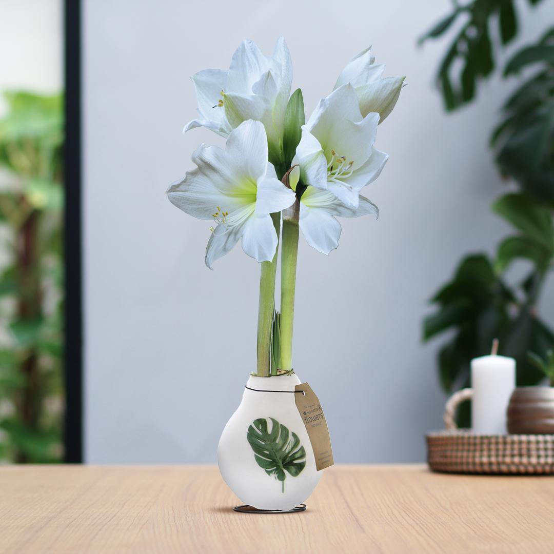 No Water Flowers® (wax amaryllis) | Naturalz Botanical - Monstera + White flower