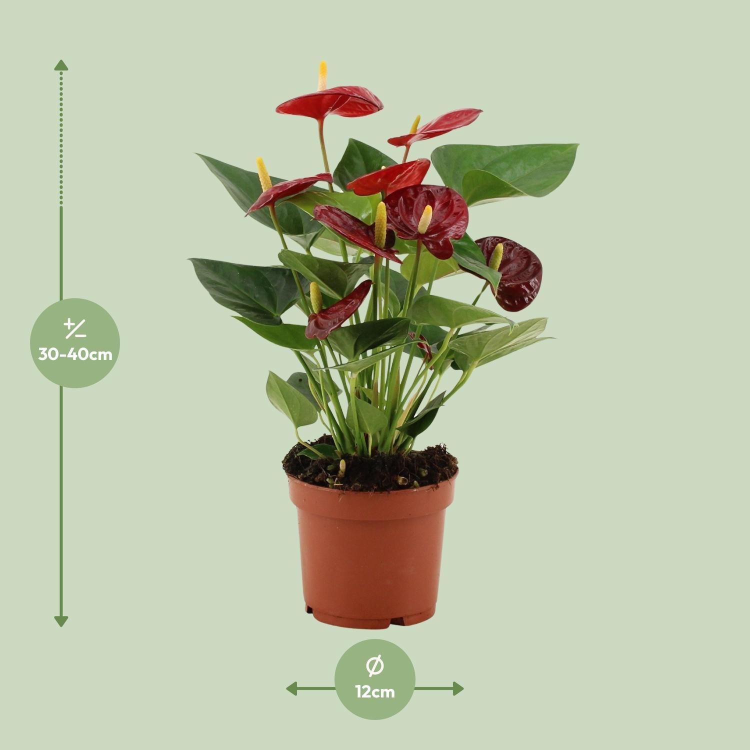 Anthurie - Anthurium Calon In Transparant Sleeve - Ø12cm - ↕36cm