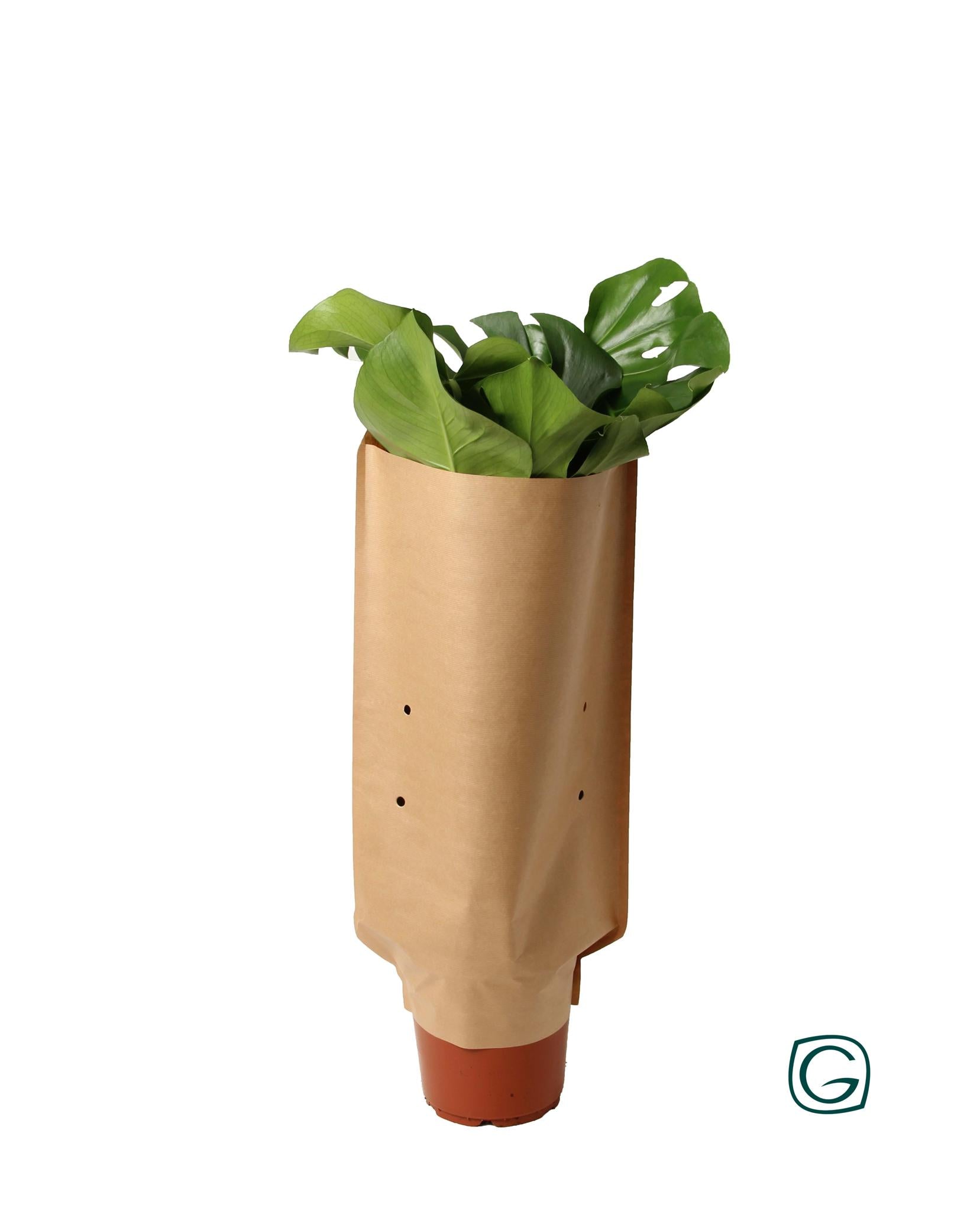 Fensterblatt - Monstera - In Paper Sleeve - Ø21cm - ↕60cm