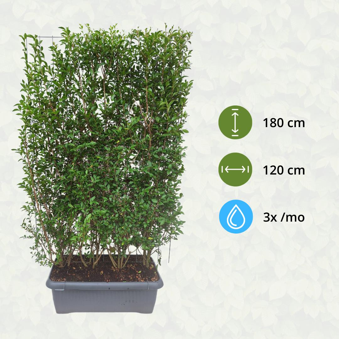 Japanischer Liguster - Ligustrum Ovalifolium - Ligusterhecke - Fertighecke - 120 x 180 cm