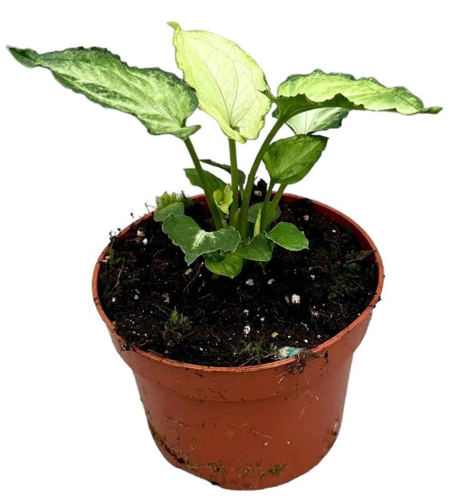 Mausohr - Syngonium Mouse Ears - Ø10,5cm - ↕15cm