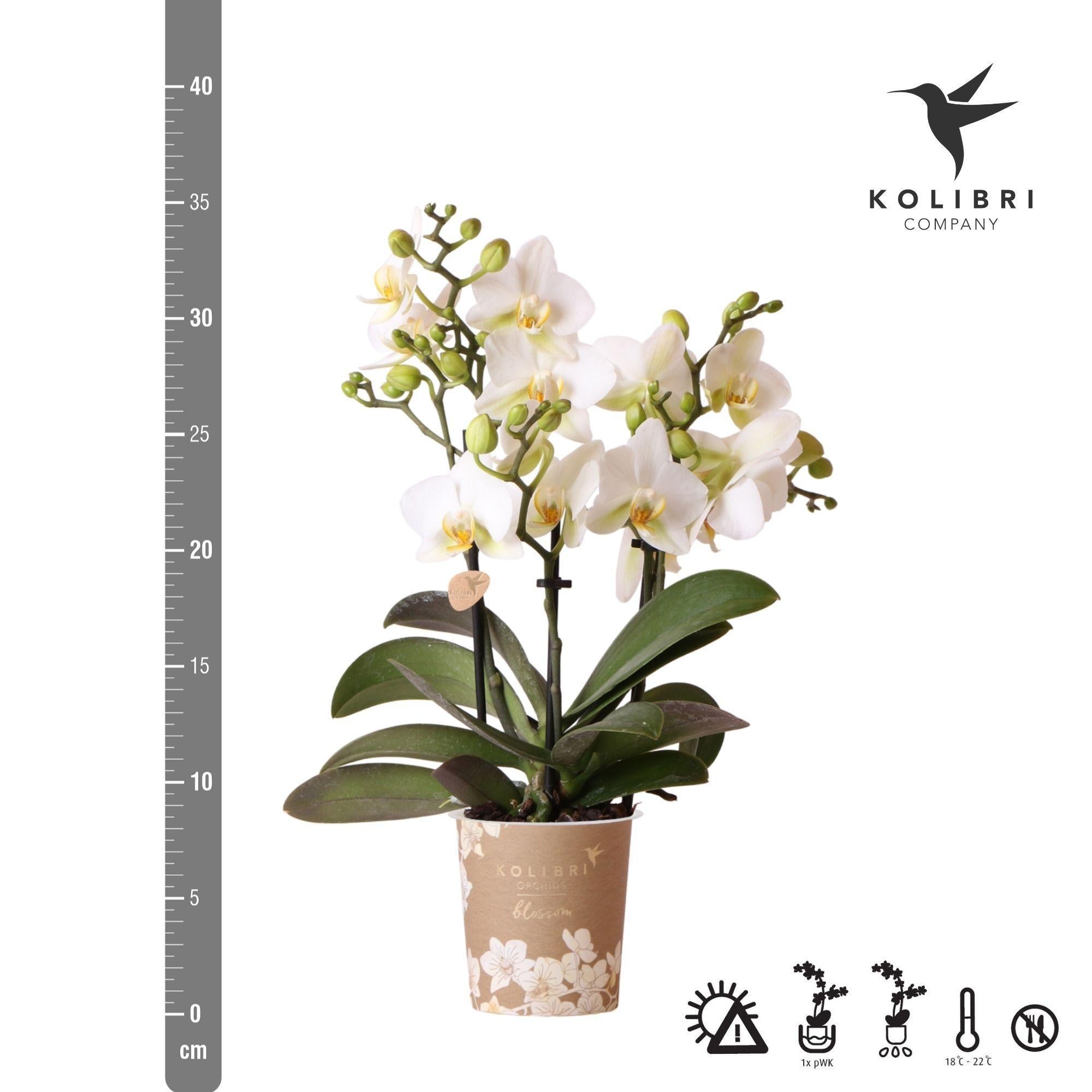 Kolibrie-orchideeën | Witte Phalaenopsis orchidee - Lausanne - potmaat Ø9cm | Bloeiende kamerplant - vers van de veredelaar