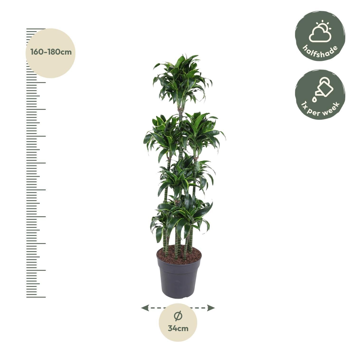 Drachenbaum Dorado - Dracaena Dorado Carrousel - 170 cm - ø34