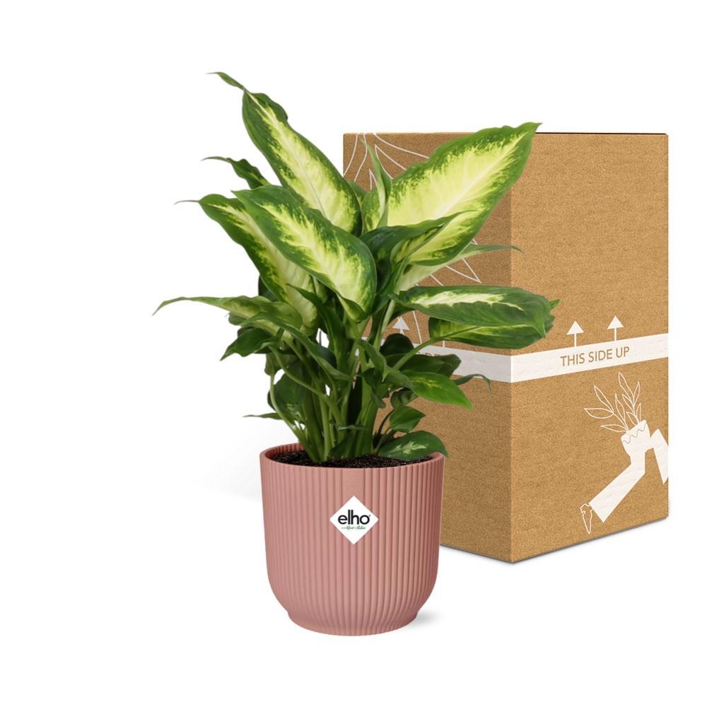 Dieffenbachia Camilla in ELHO Vibes Fold Topf 14cm rosa