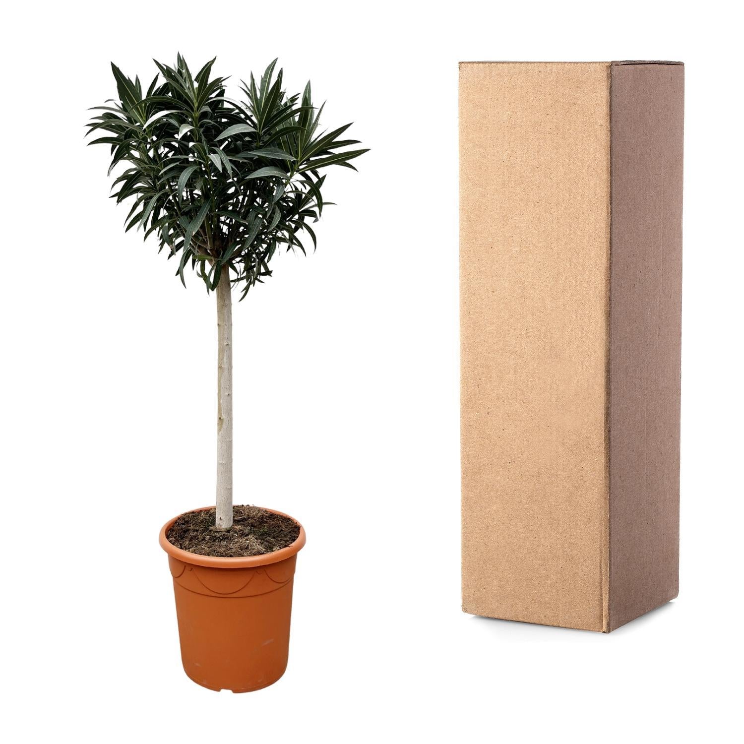 Nerium Oleander auf Stiel mit roter Blüte – 90 cm – Ø22