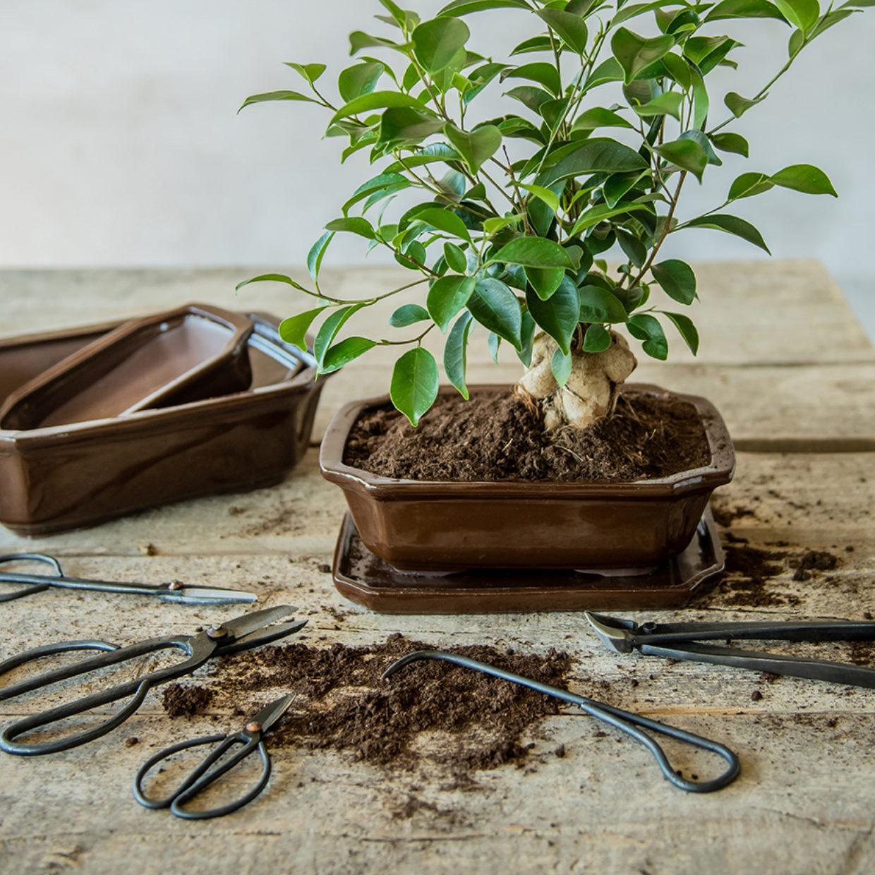 Bonsai-Wurzelhaken – 20,5 cm – Bonsai-Werkzeug