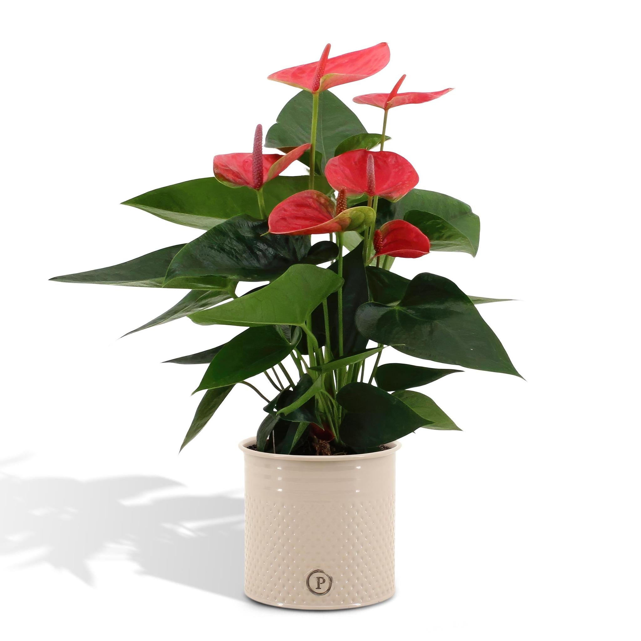 Anthurium andreanum Sweet Dream incl. PURE Zinktopf - 45cm - Ø12