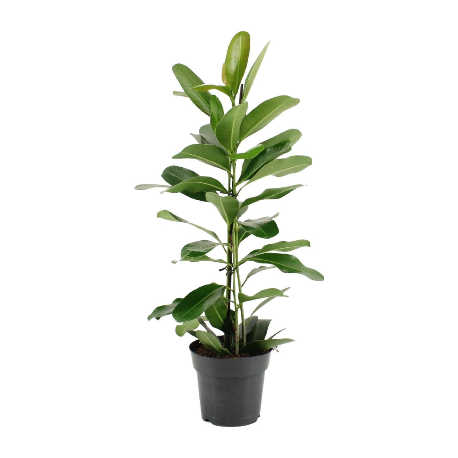 Lorbeerfeige Ficus Microcarpa Smile® - Ø17cm - ↕70cm