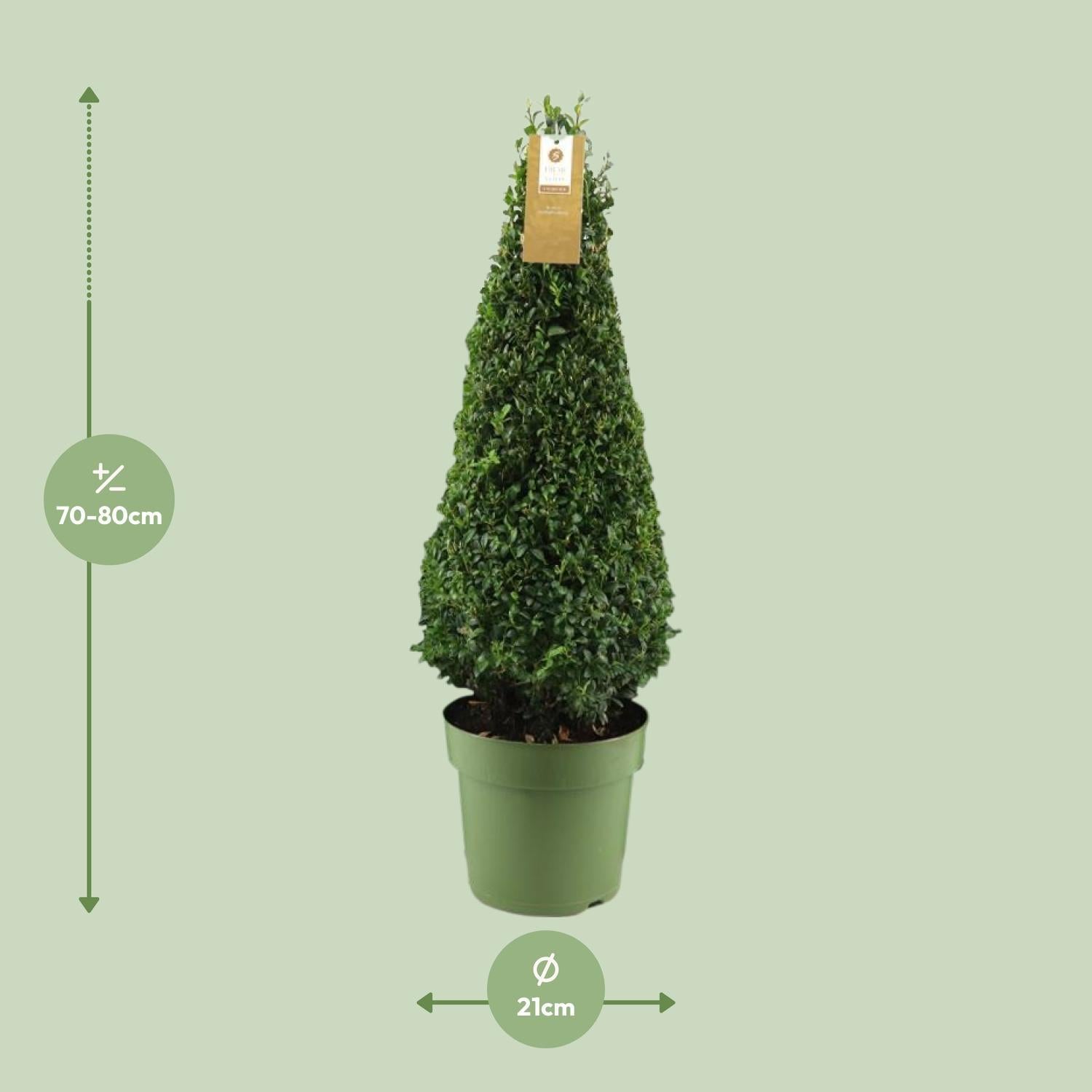 Buchsbaum Buxus Semp. Pyramid 55cm P21 - Ø21cm - ↕75cm