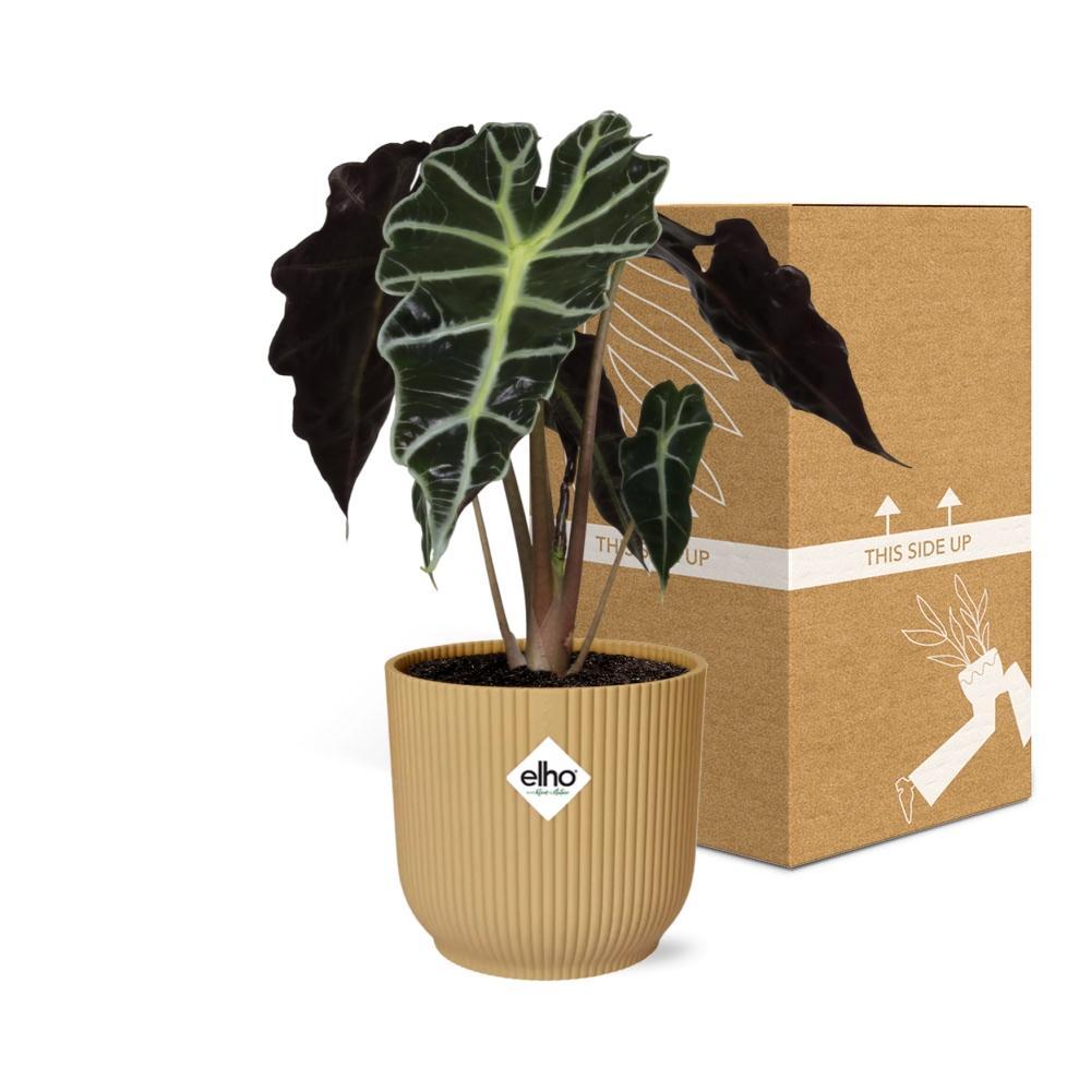 Elefantenohr - Alocasia ‘Polly’ in ELHO Vibes Fold 14cm Topf gelb