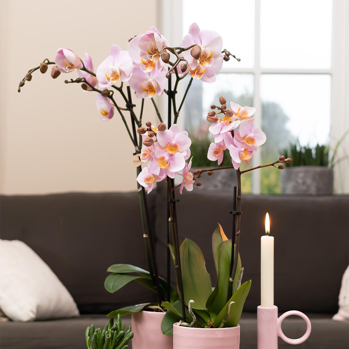 Orchidee rosa Phalaenopsis Mineral Kikion - Topfgröße Ø12cm | blühende Zimmerpflanze - frisch vom Züchter