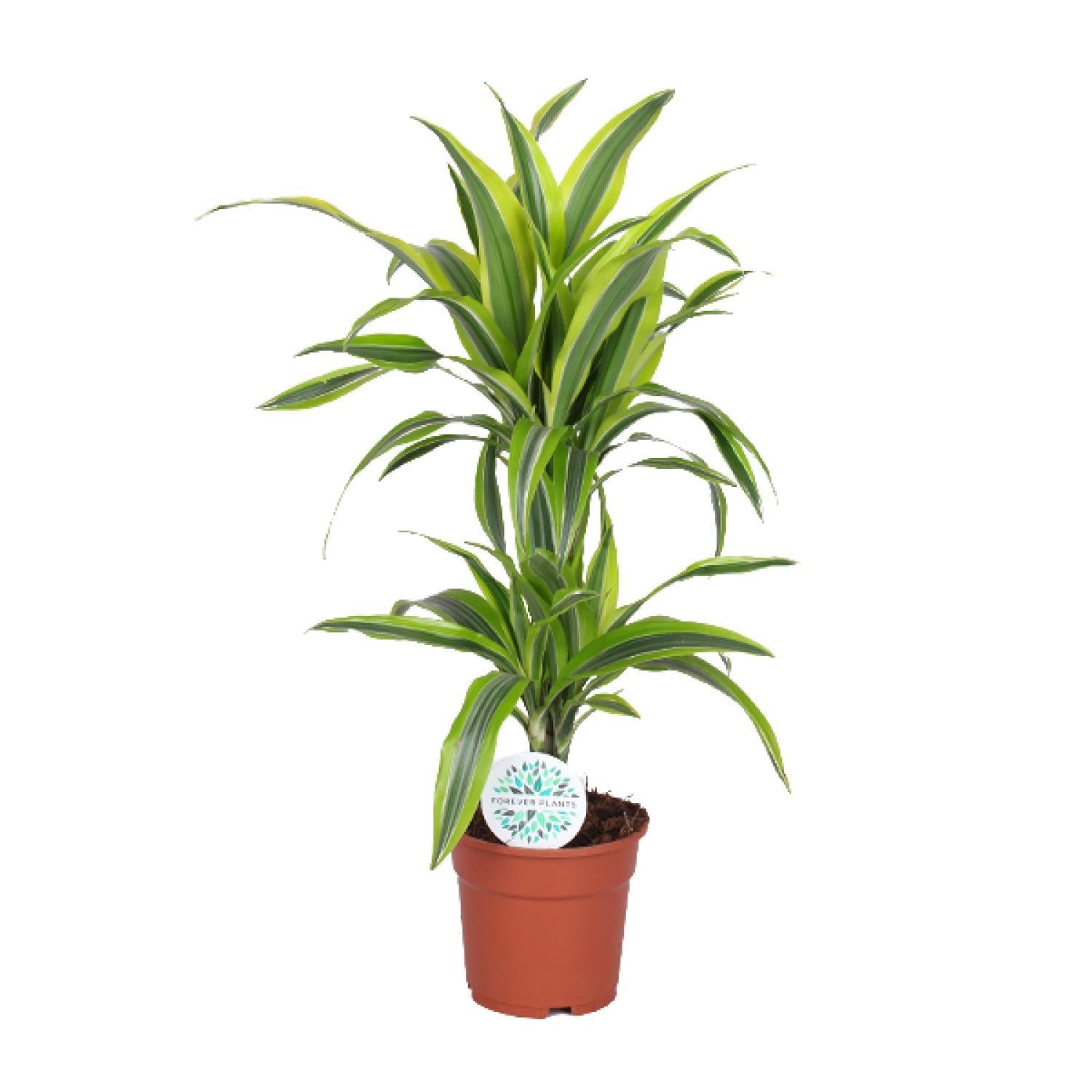 Drachenbaum Lemon Line - Dracaena Lemon Lime - Ø17cm - ↕65cm