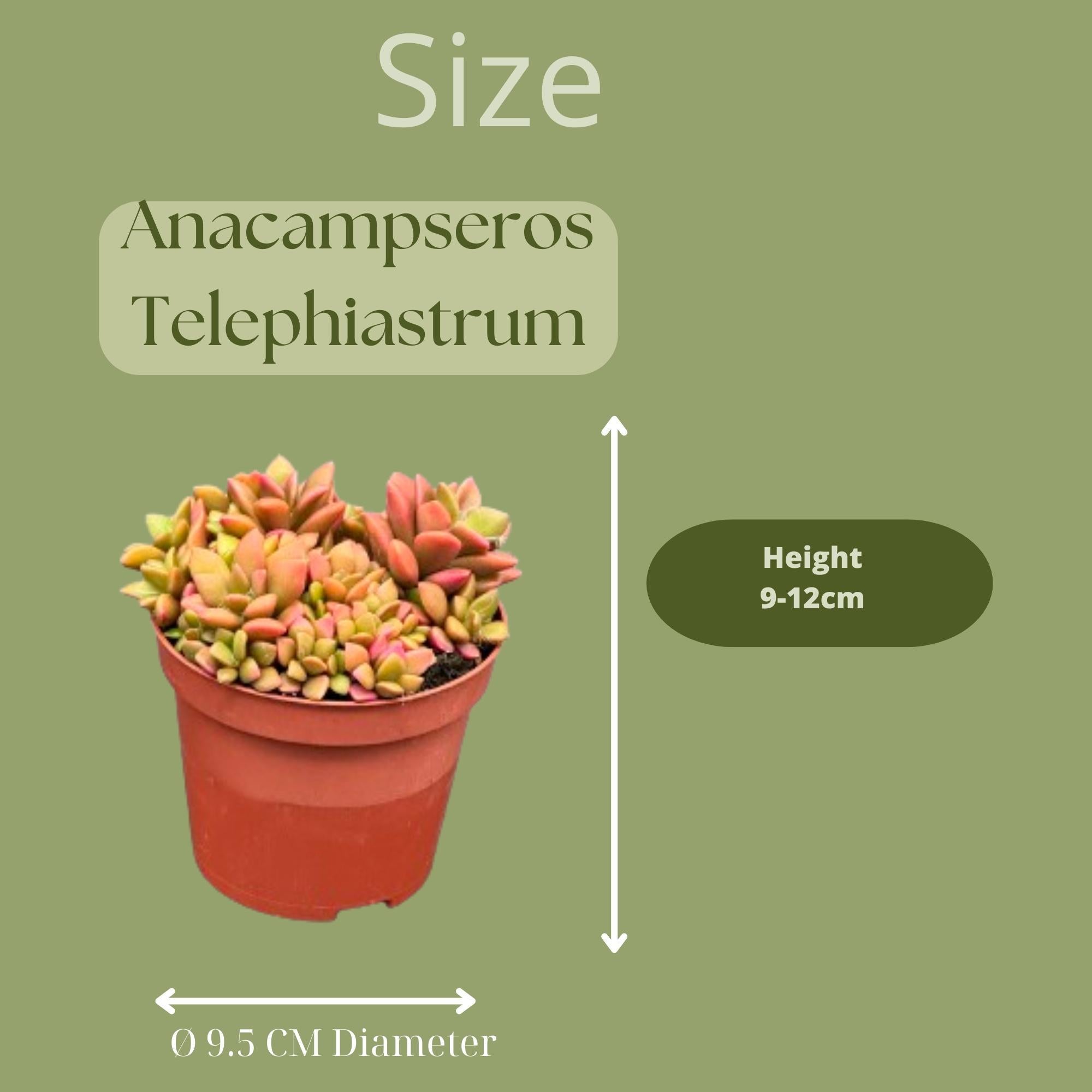 Sukkulenten Set - Anacampseros Rufescens Varigata - 8.5cmØ- 8-10cm im Zink Topf    3 Stück