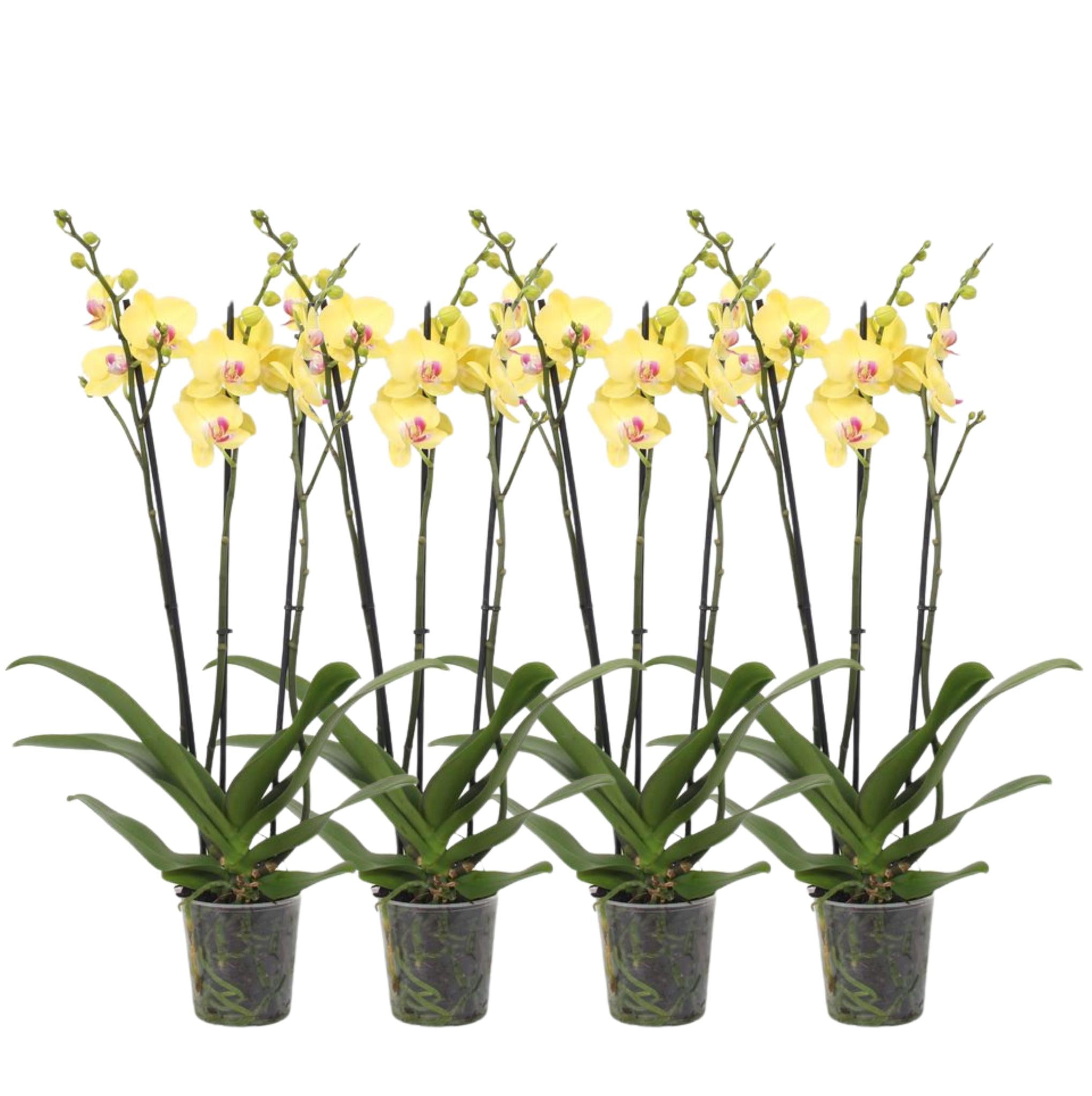 Orchidee Set von 4 - Phalaenopsis Lime Light orchidee - 60 cm - Ø12cm