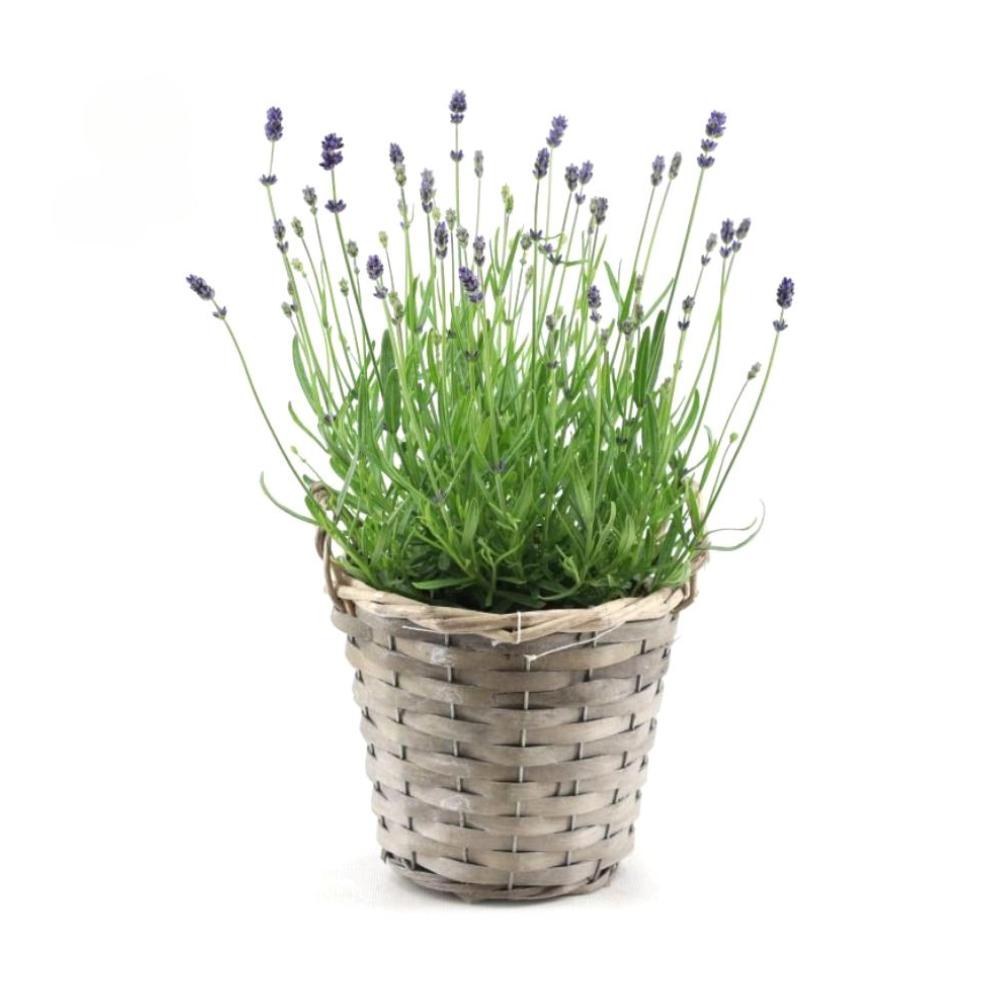 Lavandula Ang. 'Felice'® Collection P15 In Basket - 1 Stück - Ø15cm - ↕35cm