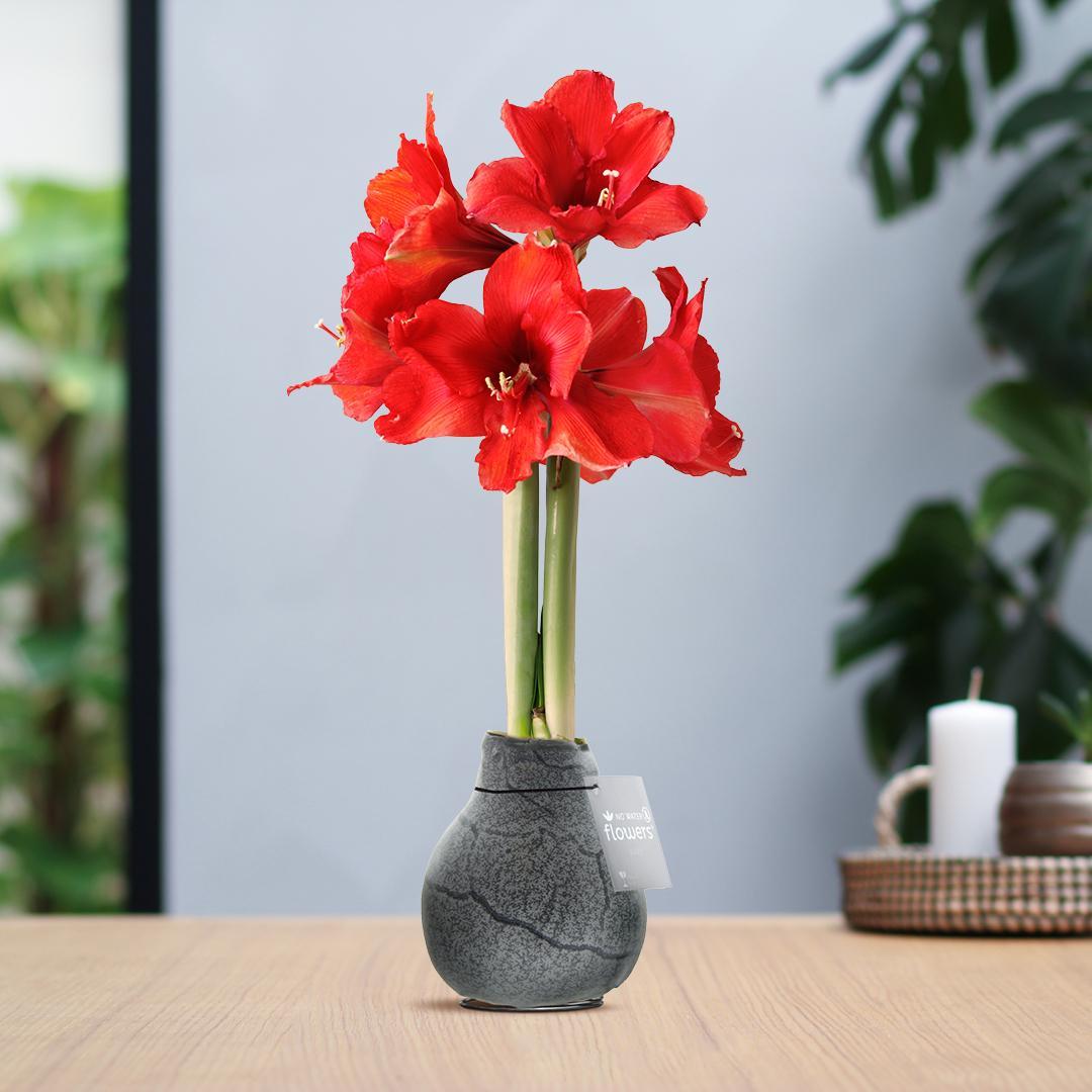 No Water Flowers® (wax amaryllis) | Waxz® Marble - Black + Red flower