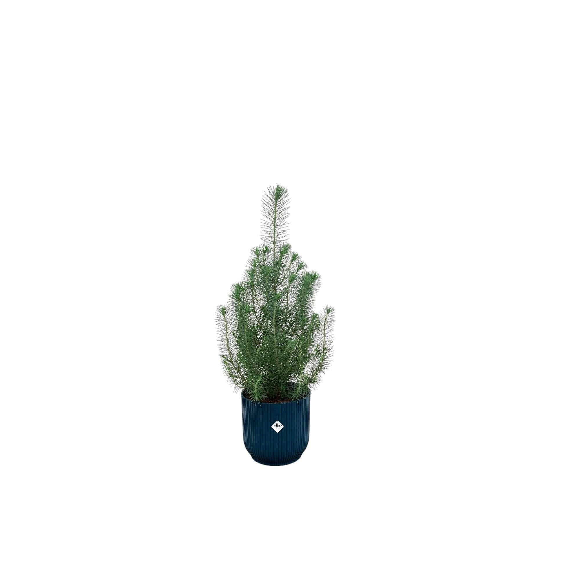 Pinus Pinea inclusief elho Vibes Fold Round Topf blau Ø18 - 50 cm