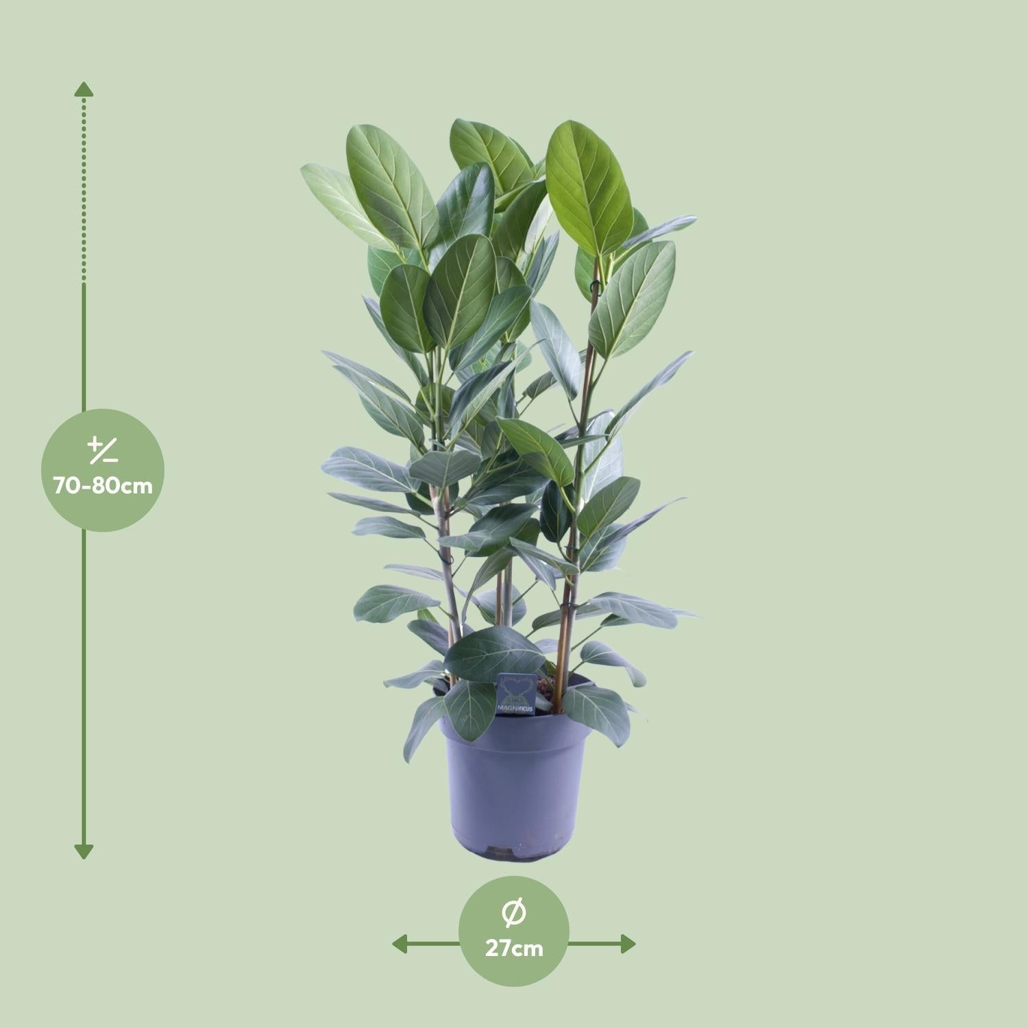 Gummibaum Ficus Binnendijkii Amstel King Gold - Ø27cm - ↕75cm