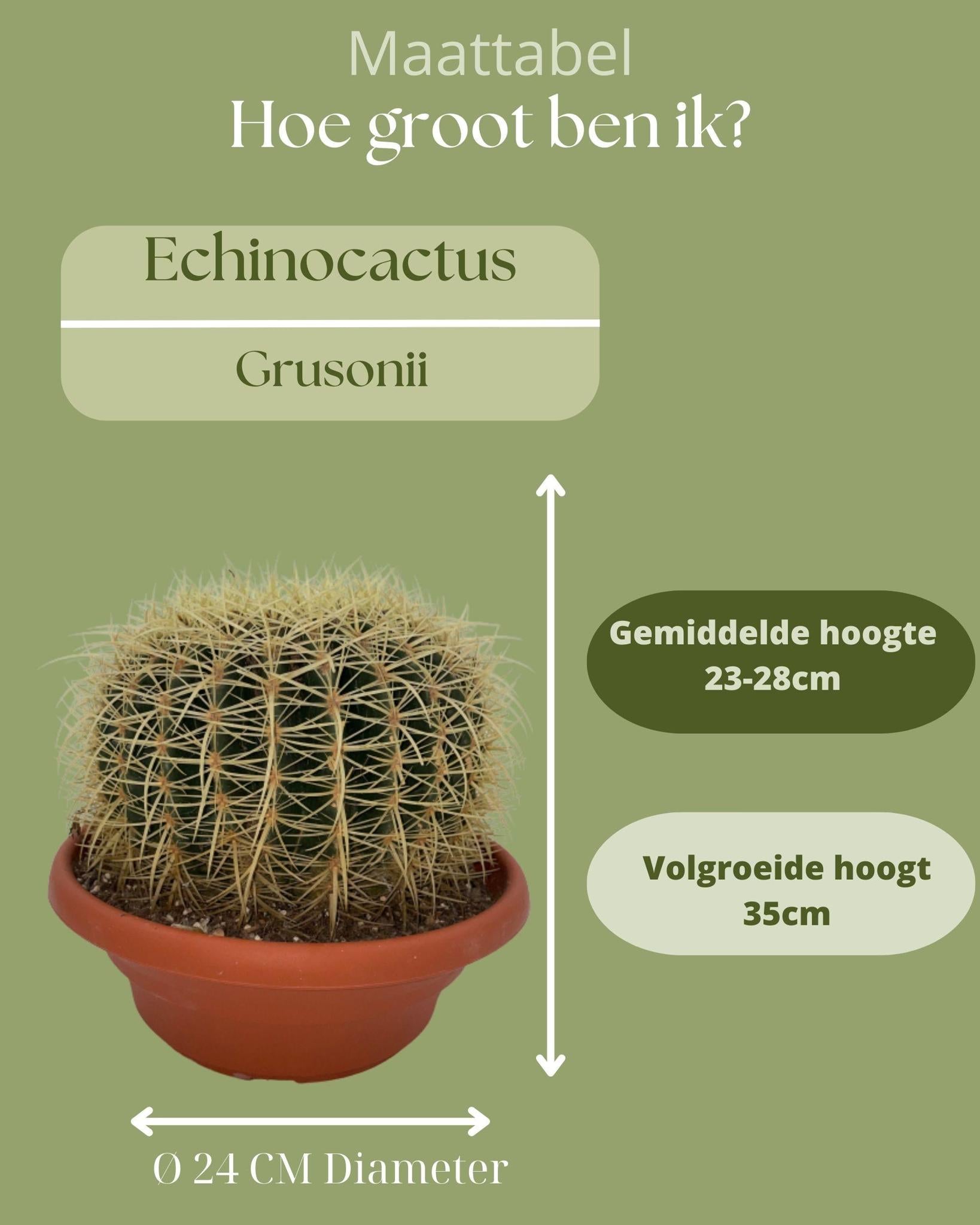 Schwiegermuttersitz Kaktus- Echiocactus Grusonii- 24cmØ- 23-28cm