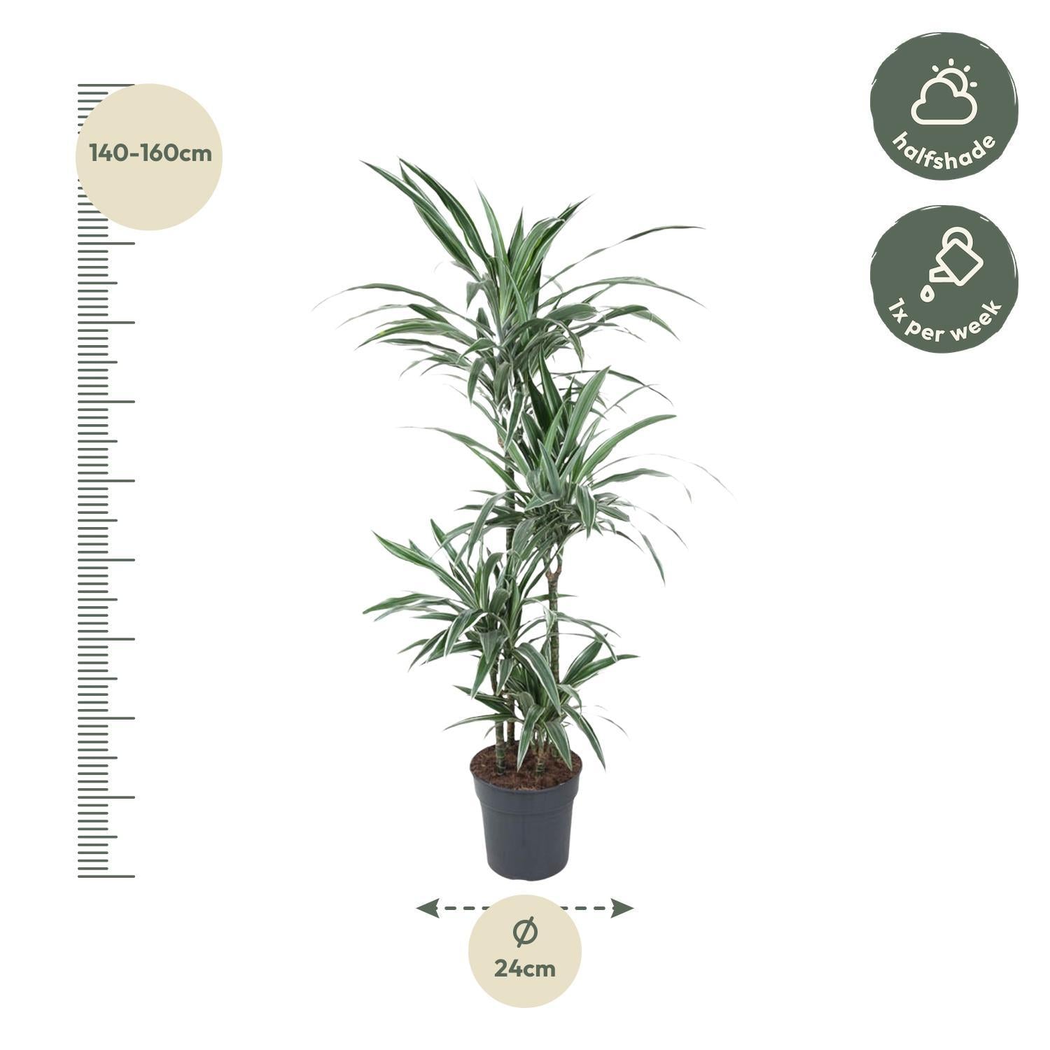 Drachenbaum Warneckei - Dracaena Warneckei - 150 cm - ø24