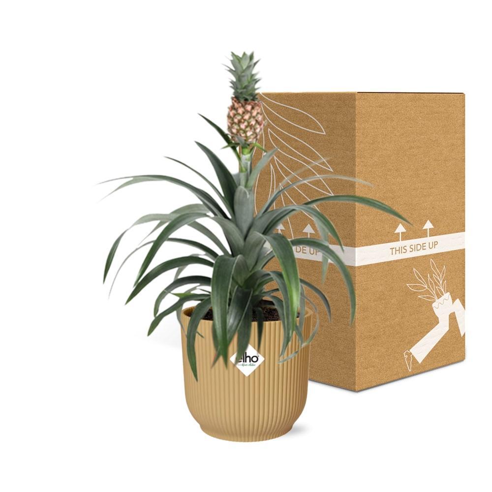 Ananaspflanze - Ananas Mi Amigo in ELHO Vibes Fold 14cm Topf gelb