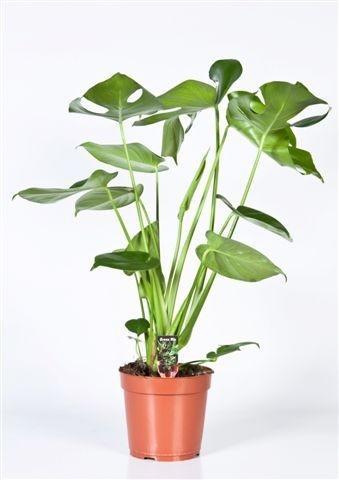 Fensterblatt - Monstera - Ø17cm - ↕60cm