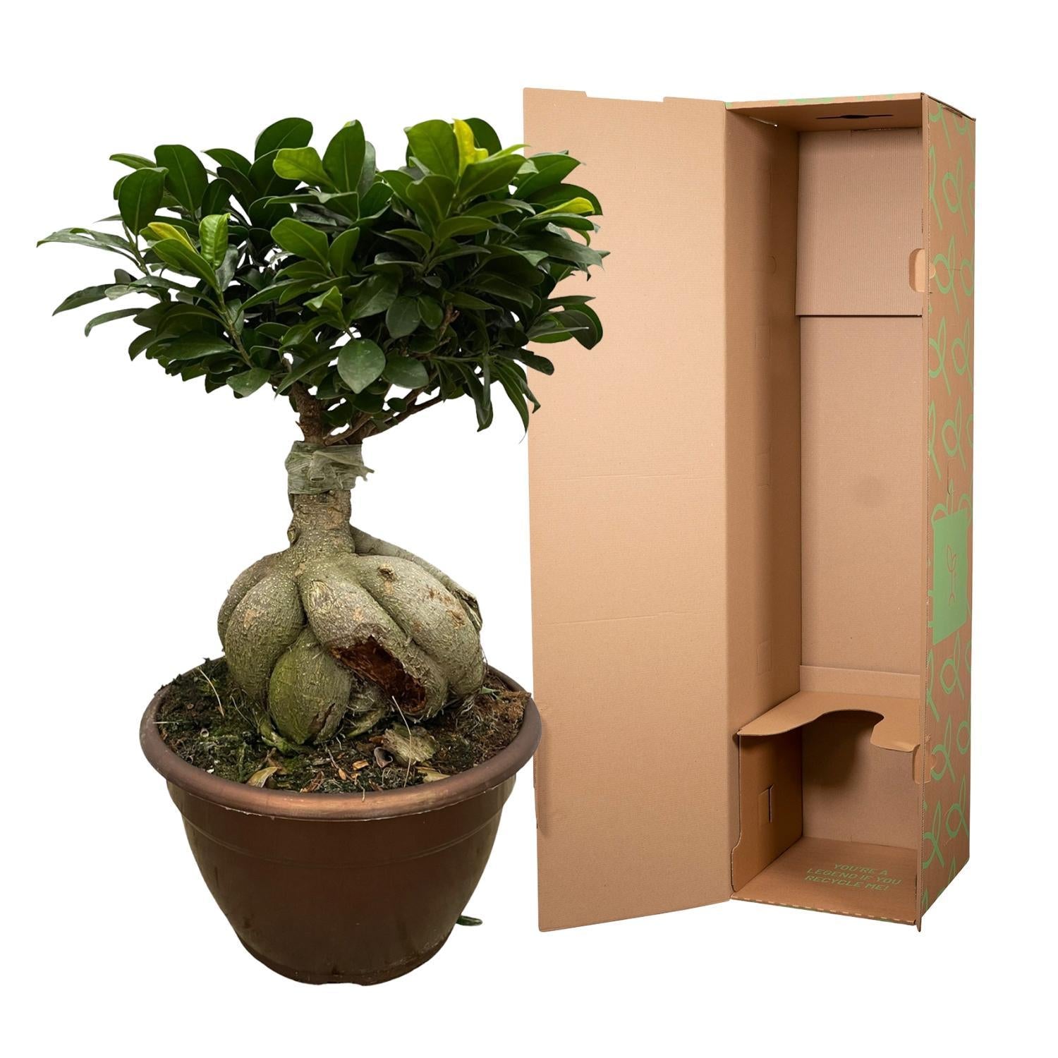 Ficus Microcarpa Ginseng - 50 cm - Ø25cm