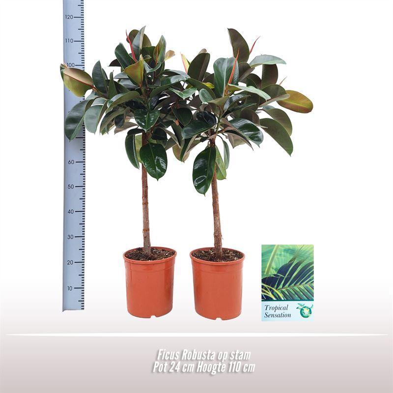 Gummibaum Ficus Robusta Baum - Ø24cm - ↕110cm