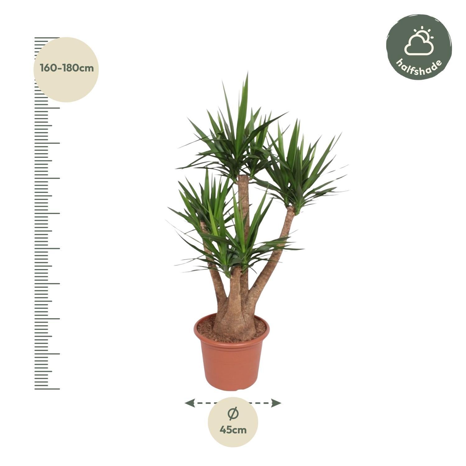 Yucca Elephantipes verzweigt - 170 cm - ø45