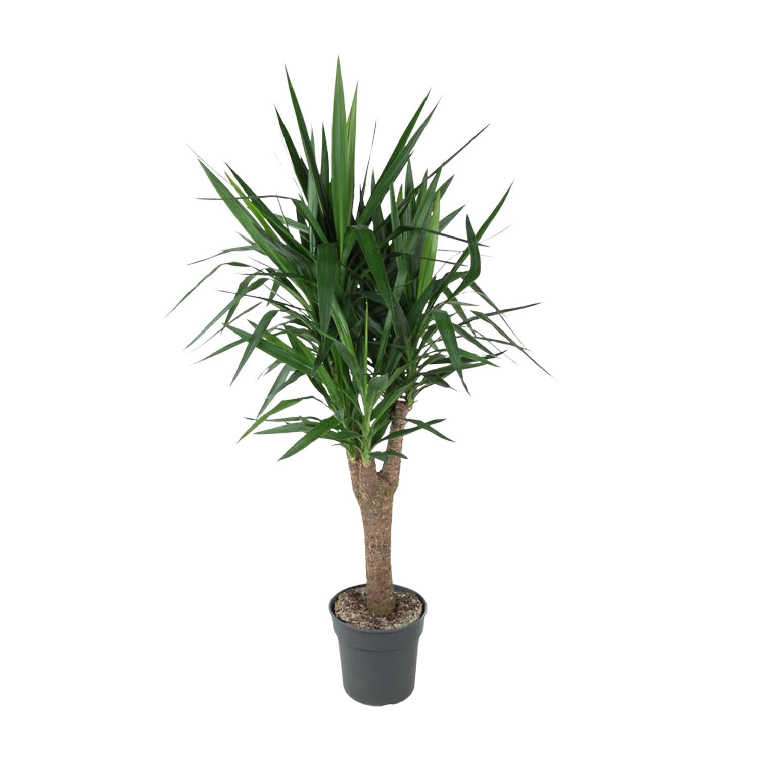 Yucca Elephantipe vertakt - 150 cm - ø31