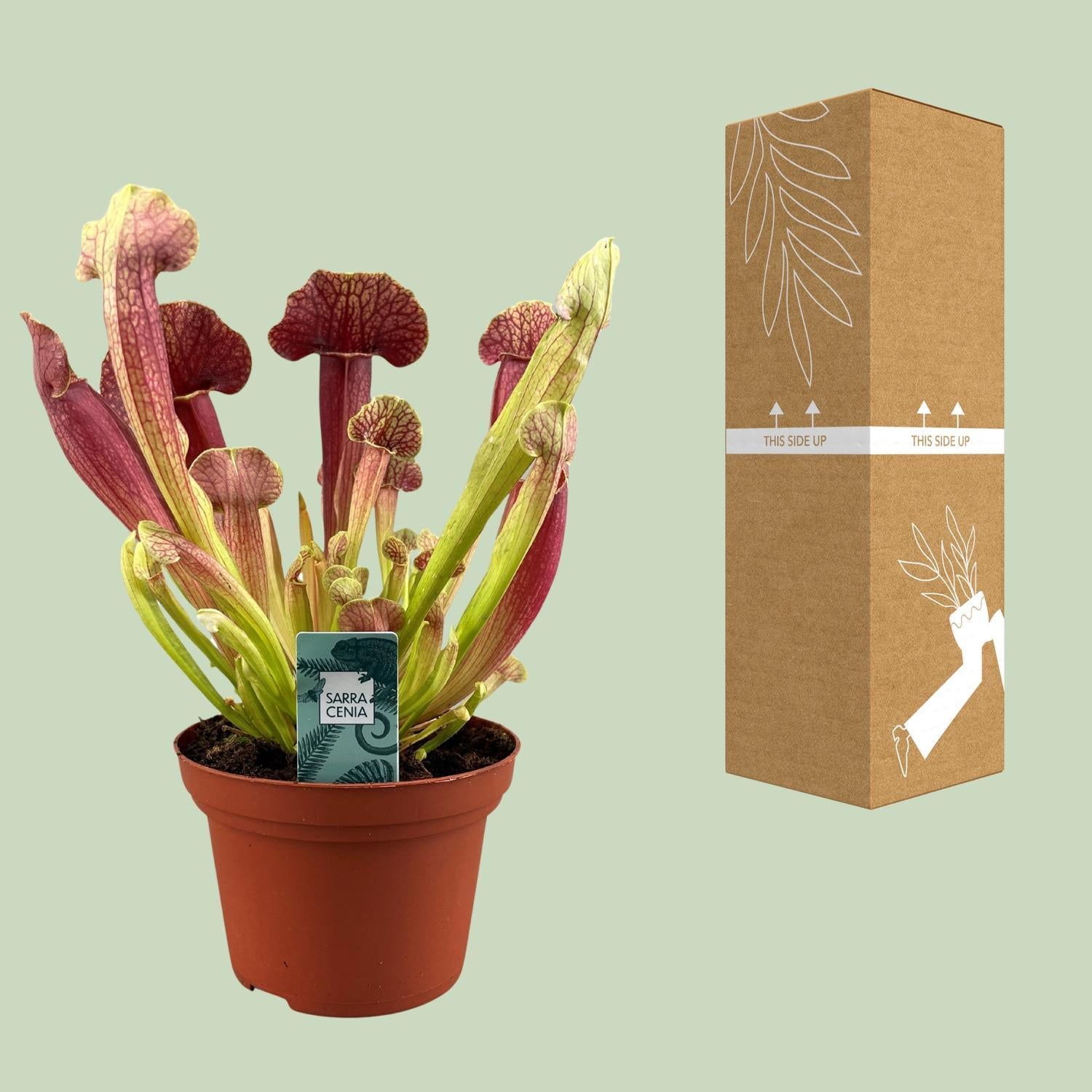 Sarracenia Barba - Ø12cm - ↕25cm