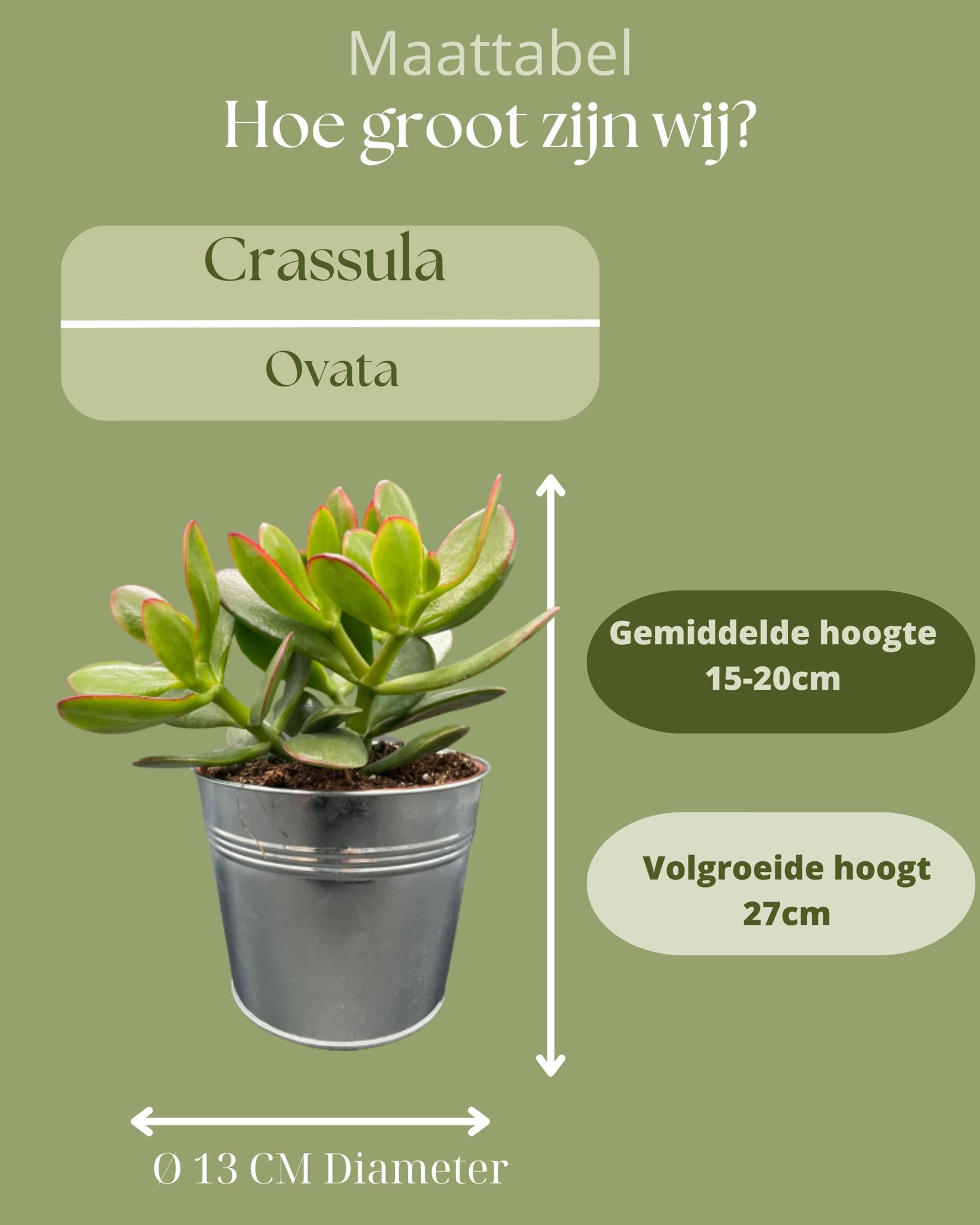 Gummibaum - Crassula Ovata - 12cmØ- 15-20cm im Zink Topf   3 Stück