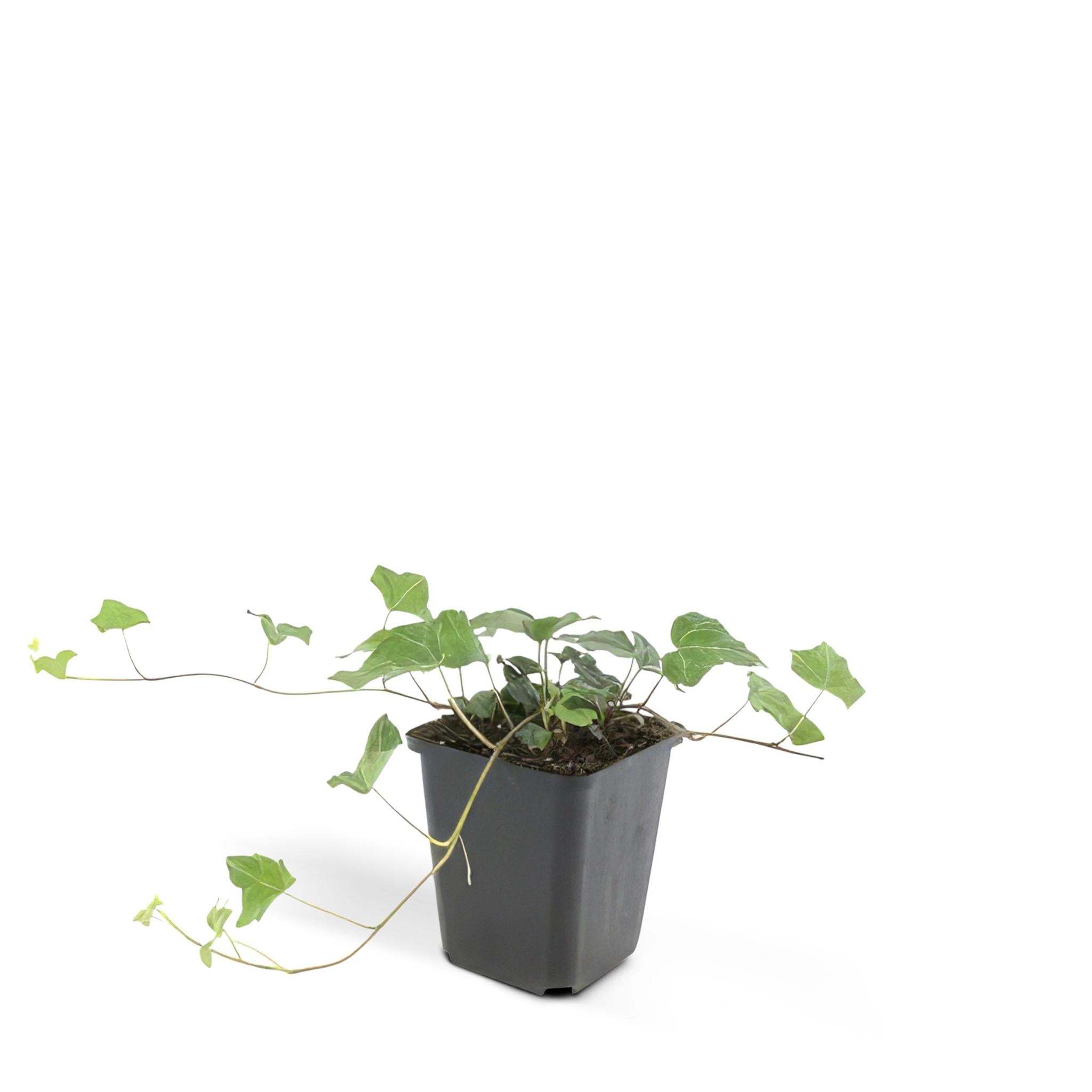 Grüner Gemeiner Efeu - Hedera helix - ↕25cm - Ø9cm