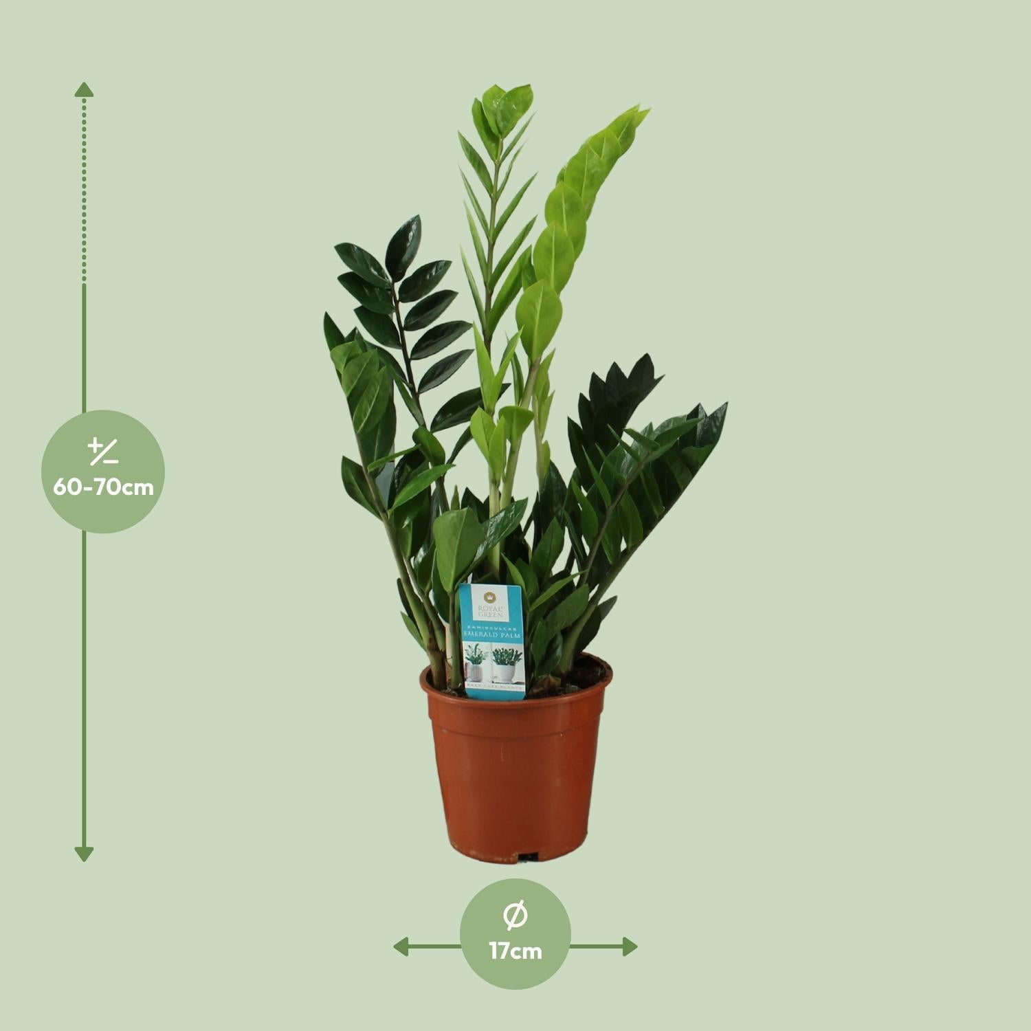 Smaragdpalme - Zamioculcas Zamiifolia - Ø17cm - ↕65cm